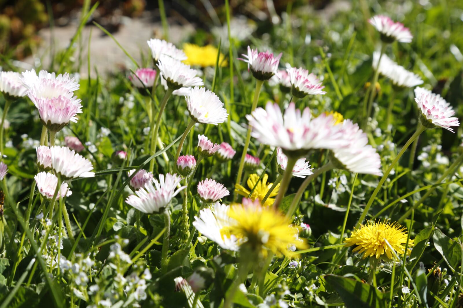 Canon EF 24-105mm F4L IS USM sample photo. Flowers, dandelion, yellow photography