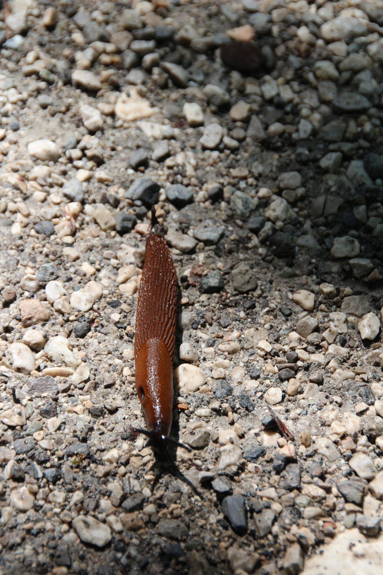Canon EOS 600D (Rebel EOS T3i / EOS Kiss X5) sample photo. Slug, snail, naked photography