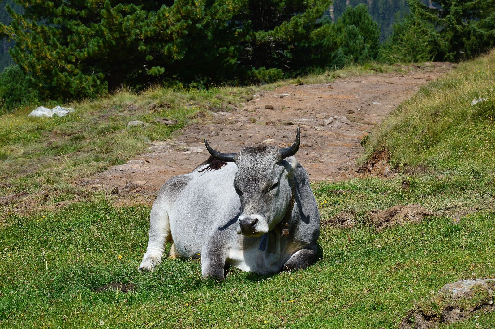 Nikon D3200 sample photo. Alm, cow, relax photography