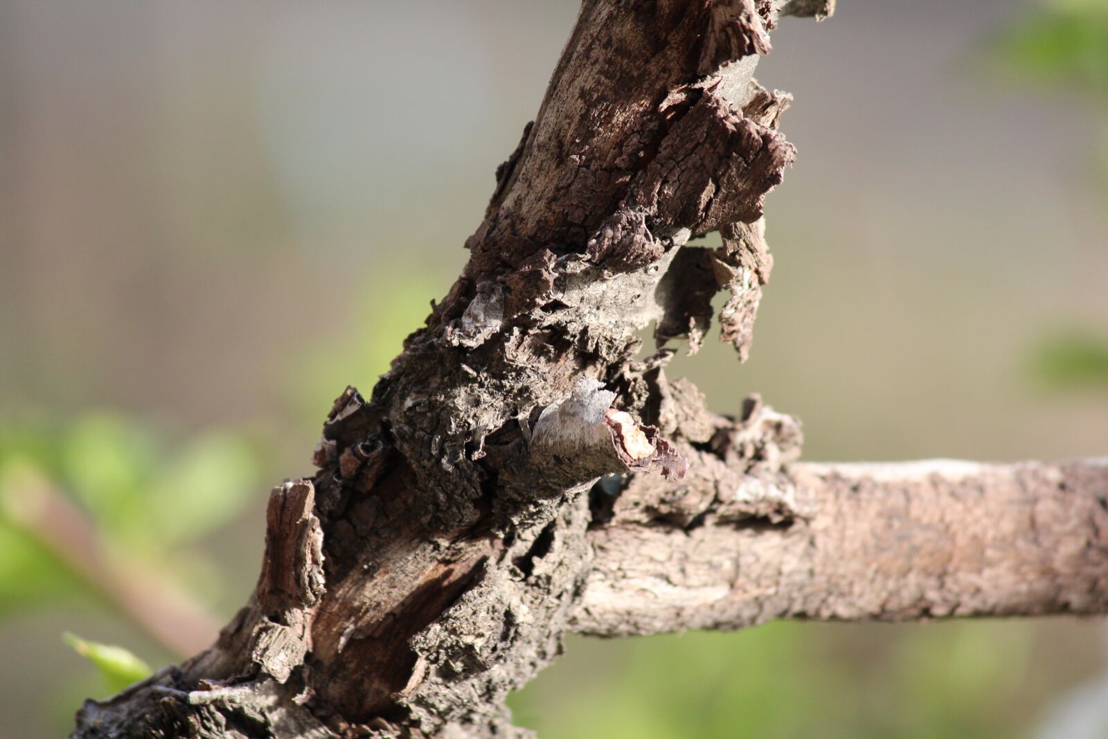 Canon EOS 600D (Rebel EOS T3i / EOS Kiss X5) sample photo. Nature, tree, outdoors photography