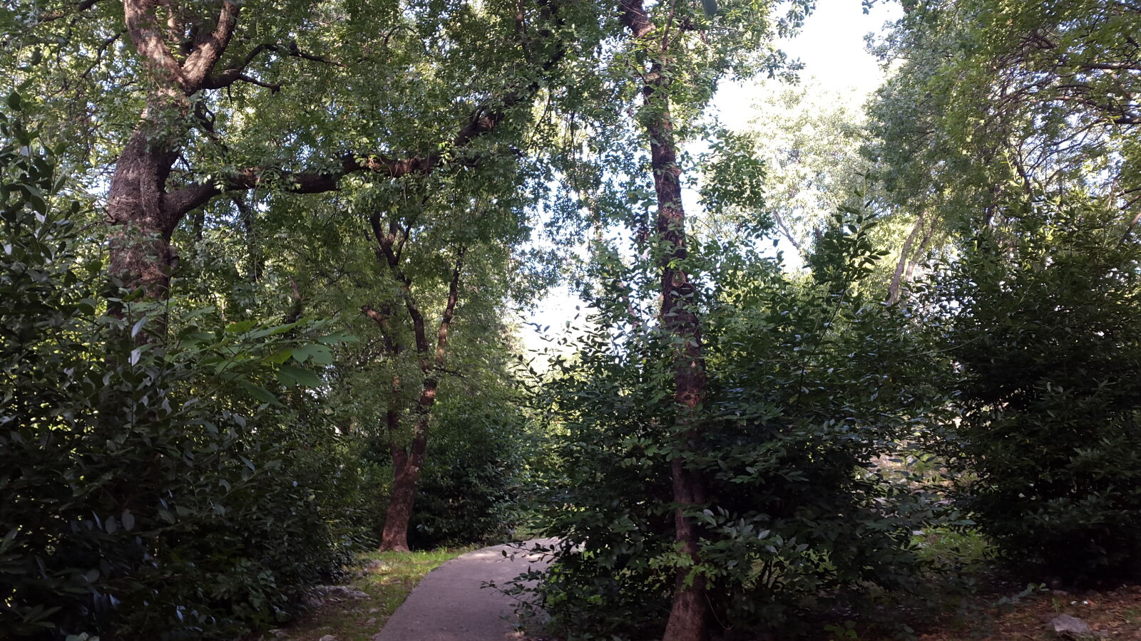 Samsung Galaxy Alpha sample photo. Footpath, path, trees photography