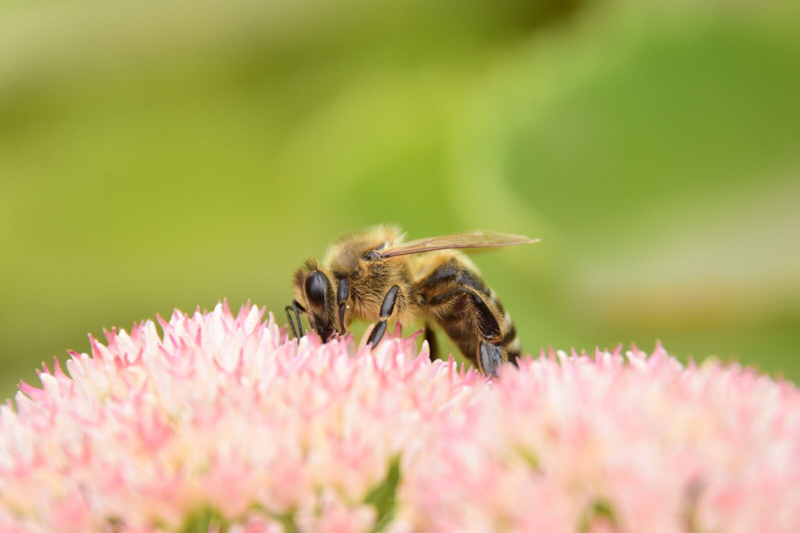 Nikon D5600 sample photo. Flower, bee, autumn photography