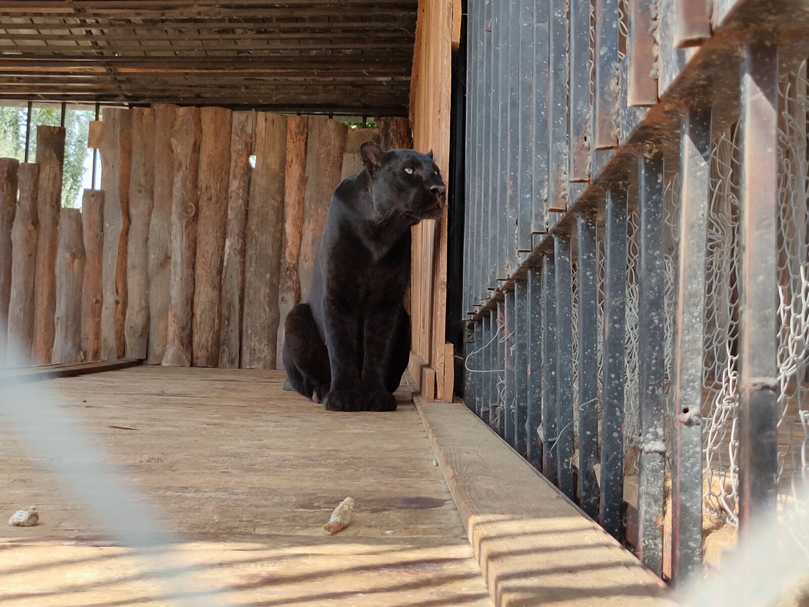 Realme XT sample photo. Panther, zoo, beast photography