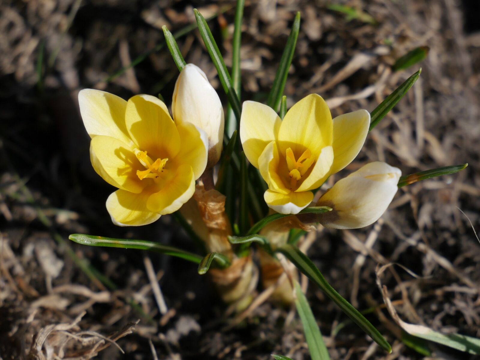 Panasonic Lumix DMC-GH4 sample photo. Nature, flora, flowers photography