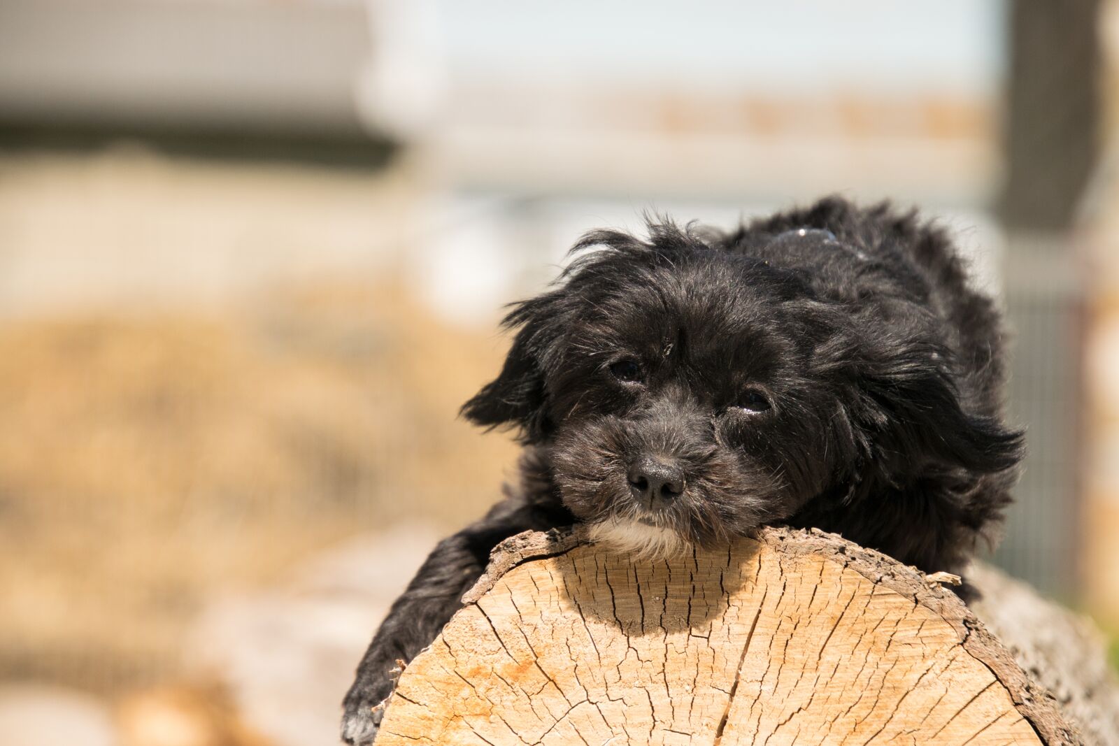 Nikon D3300 sample photo. Animal, dog, cute photography