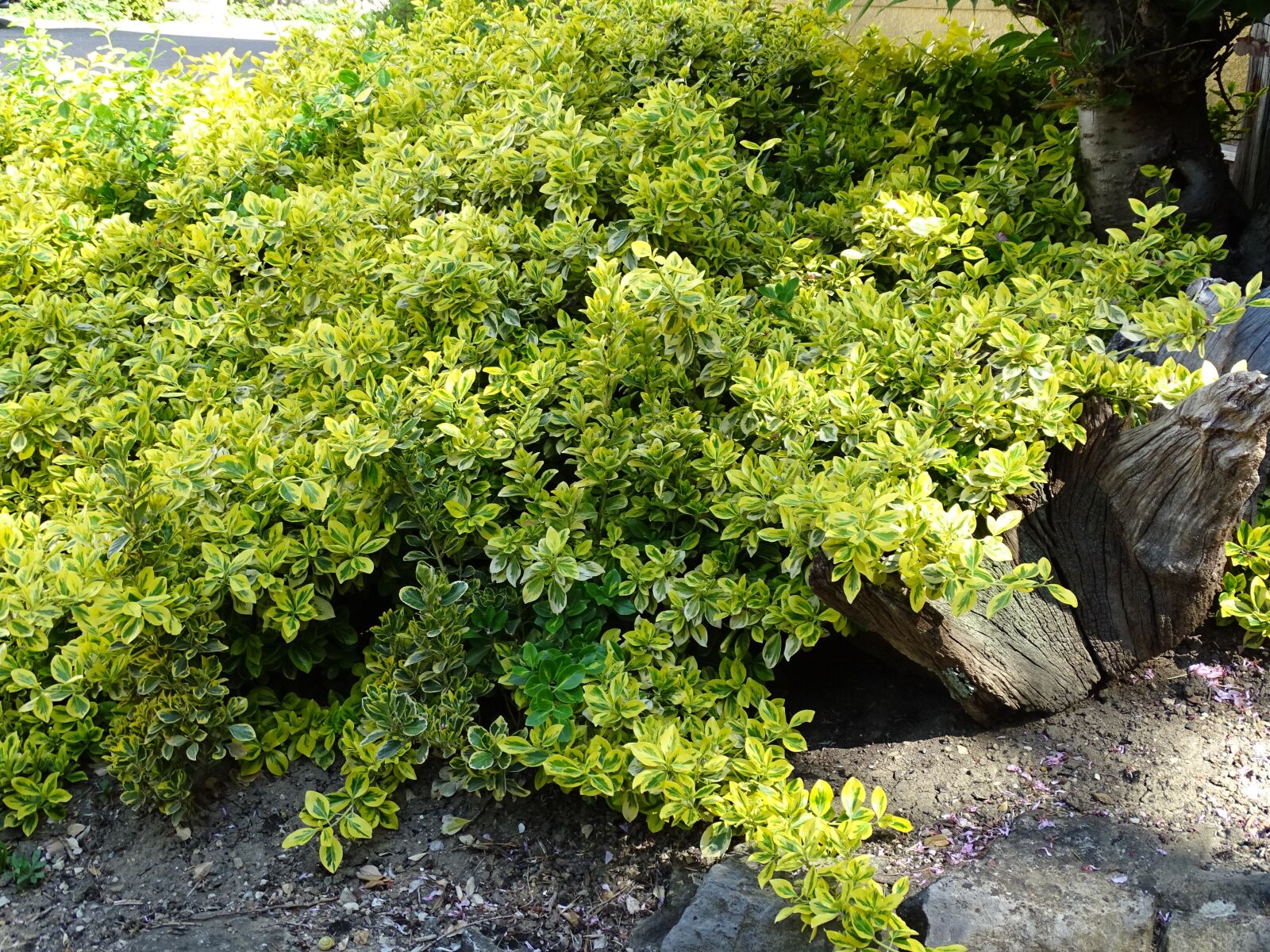 Sony Cyber-shot DSC-HX350 sample photo. Bush, nature, landscape photography