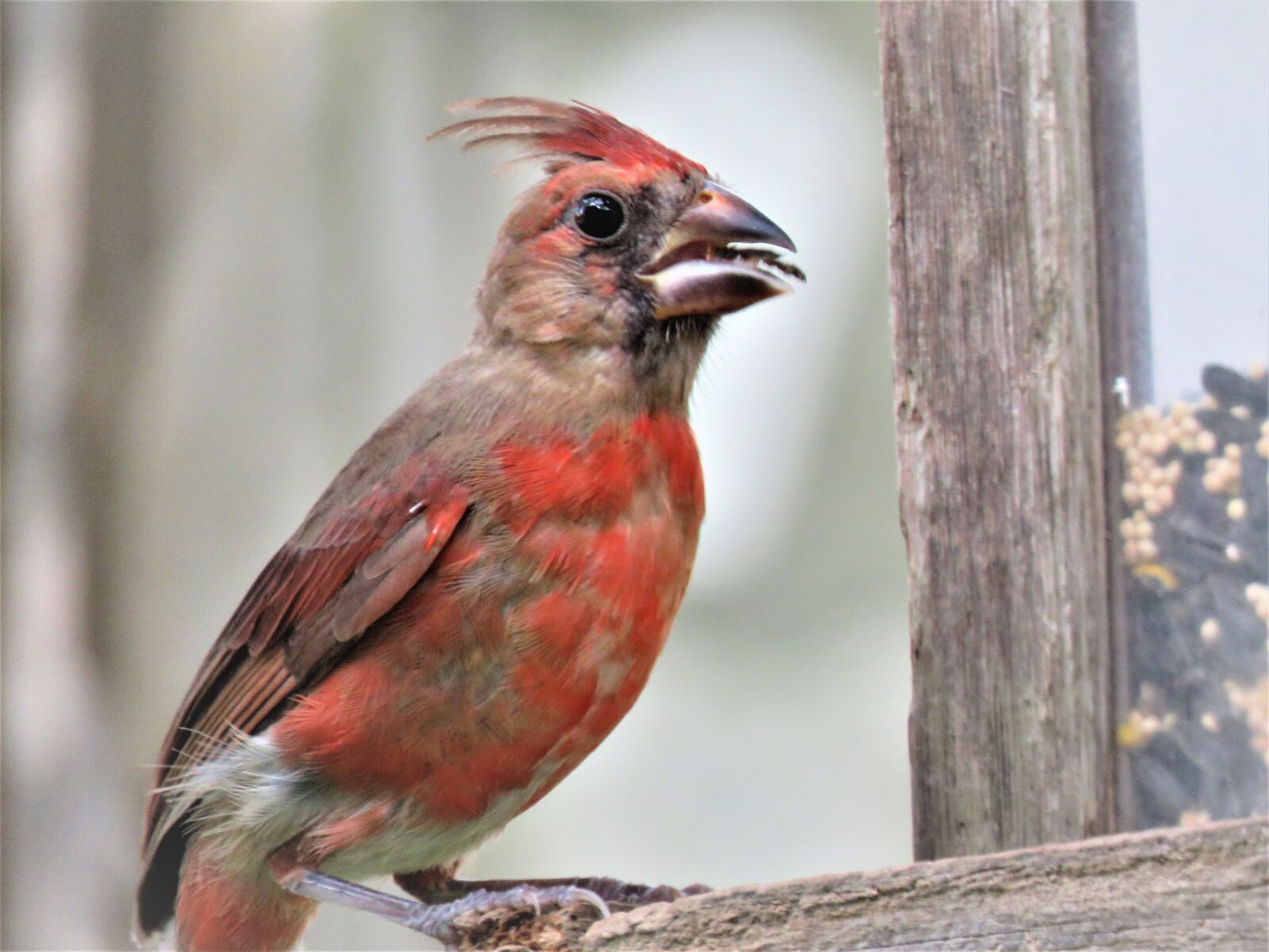 Canon PowerShot SX60 HS sample photo. Bird, wildlife, nature photography