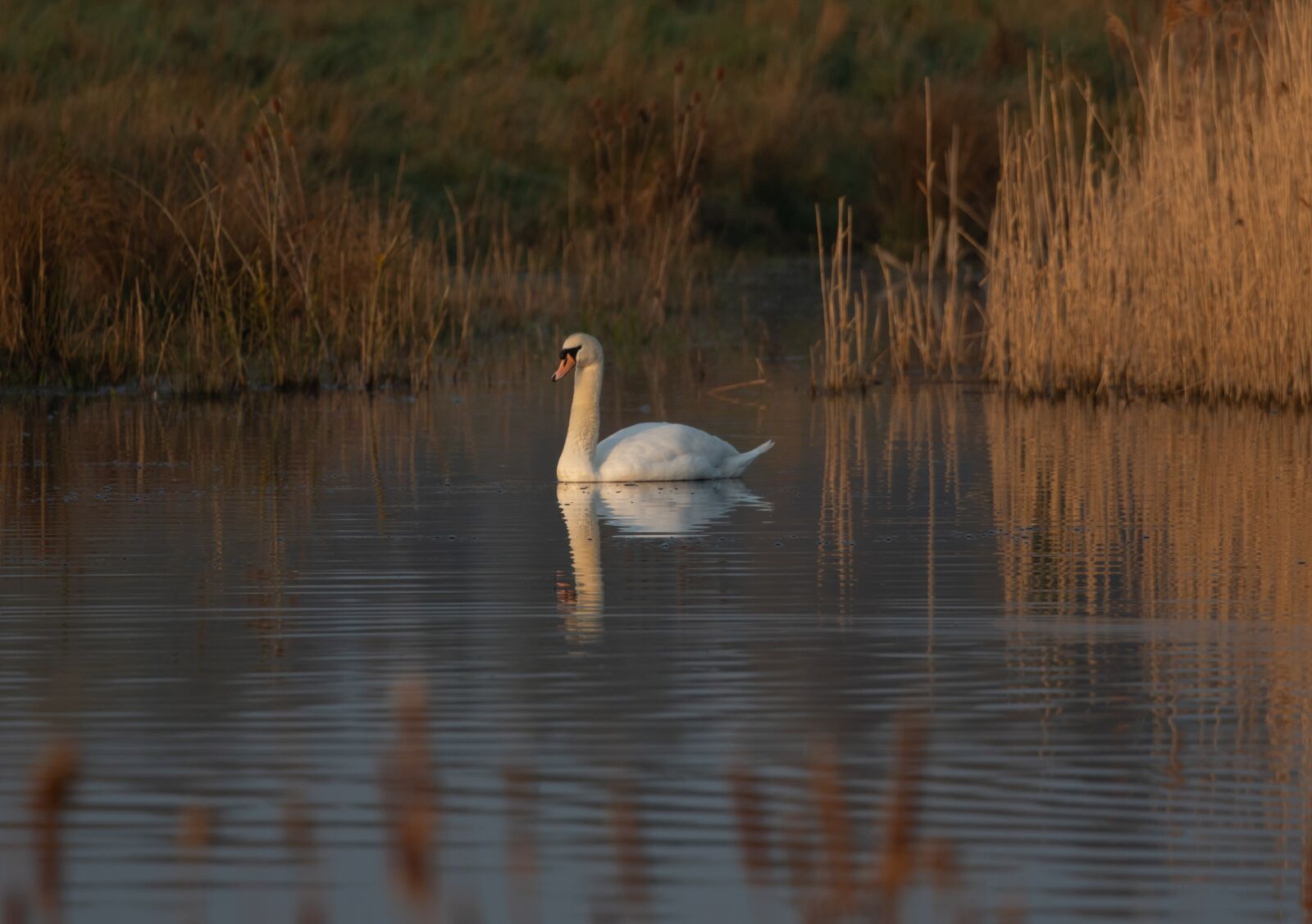 Canon EOS 7D Mark II sample photo. Swan, reflection, lake photography