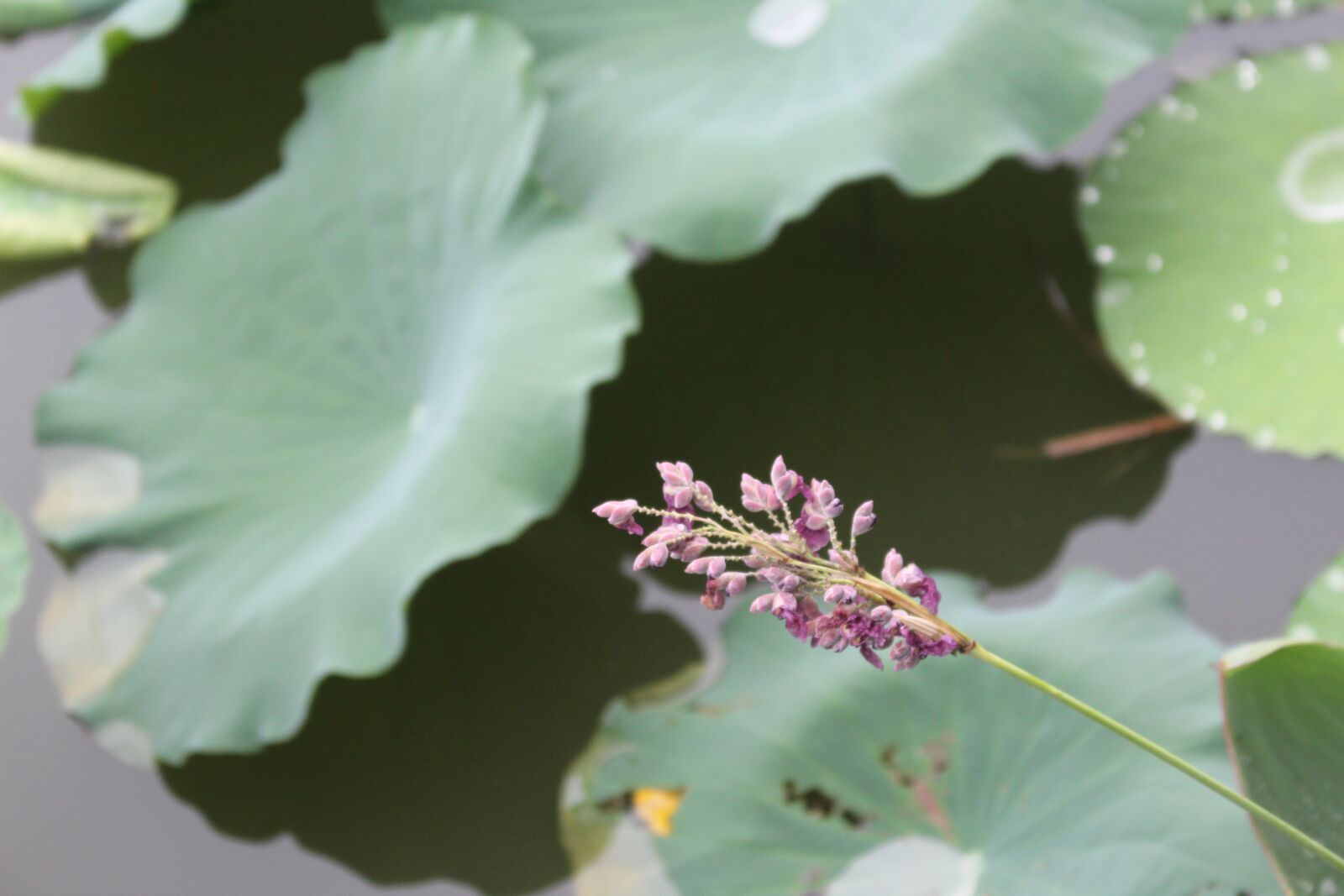 Canon EOS 1300D (EOS Rebel T6 / EOS Kiss X80) sample photo. Flower, plant, green photography