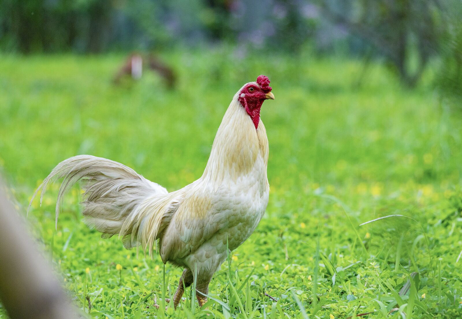 Nikon D810 sample photo. Chicken, rico, delicious photography