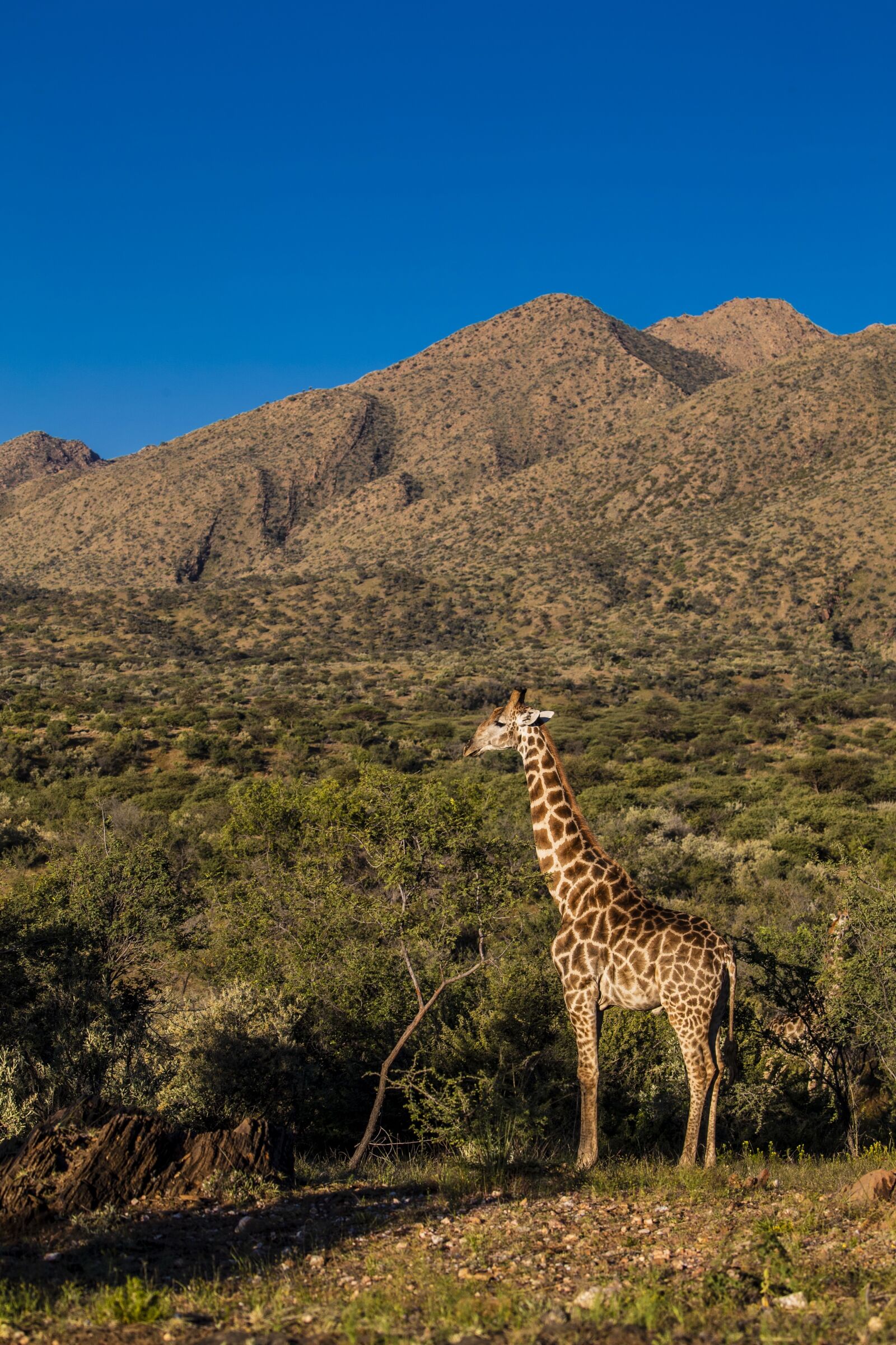 Canon EOS-1D X Mark II sample photo. Africa, giraffe, sun photography