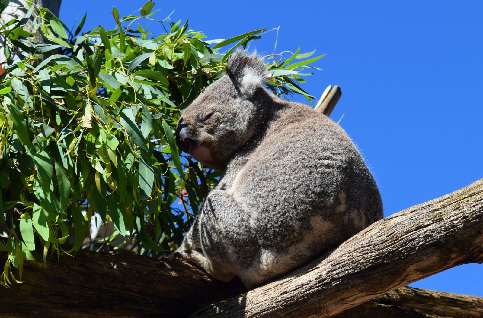 Nikon D3300 sample photo. Koala, australia, mammals photography