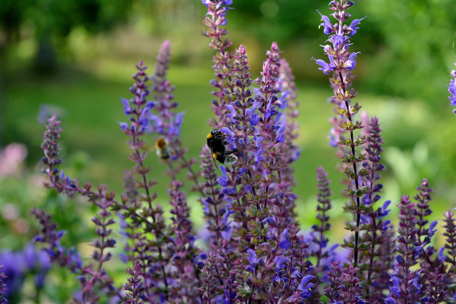 Nikon D5200 sample photo. Fr hlingsbl her, hummel photography