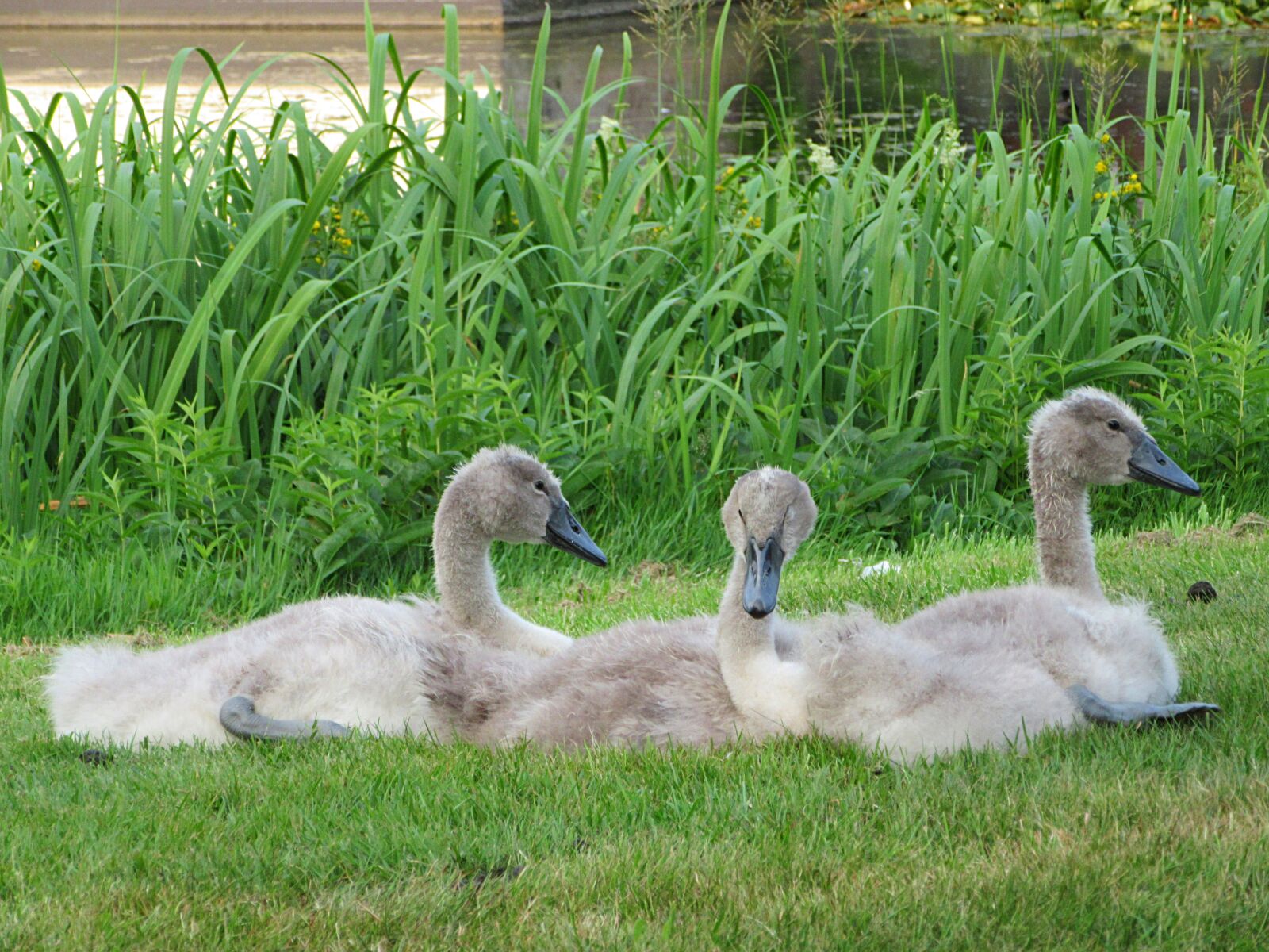 Canon PowerShot SX610 HS sample photo. Swan, mute swan, bird photography
