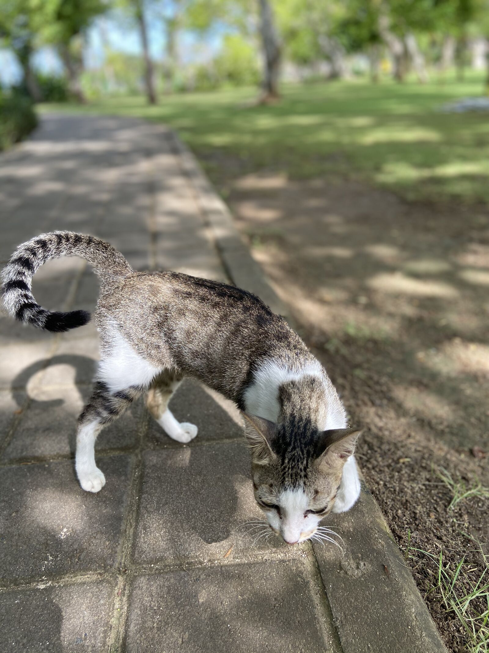 Apple iPhone 11 sample photo. Cat, animal, pet photography