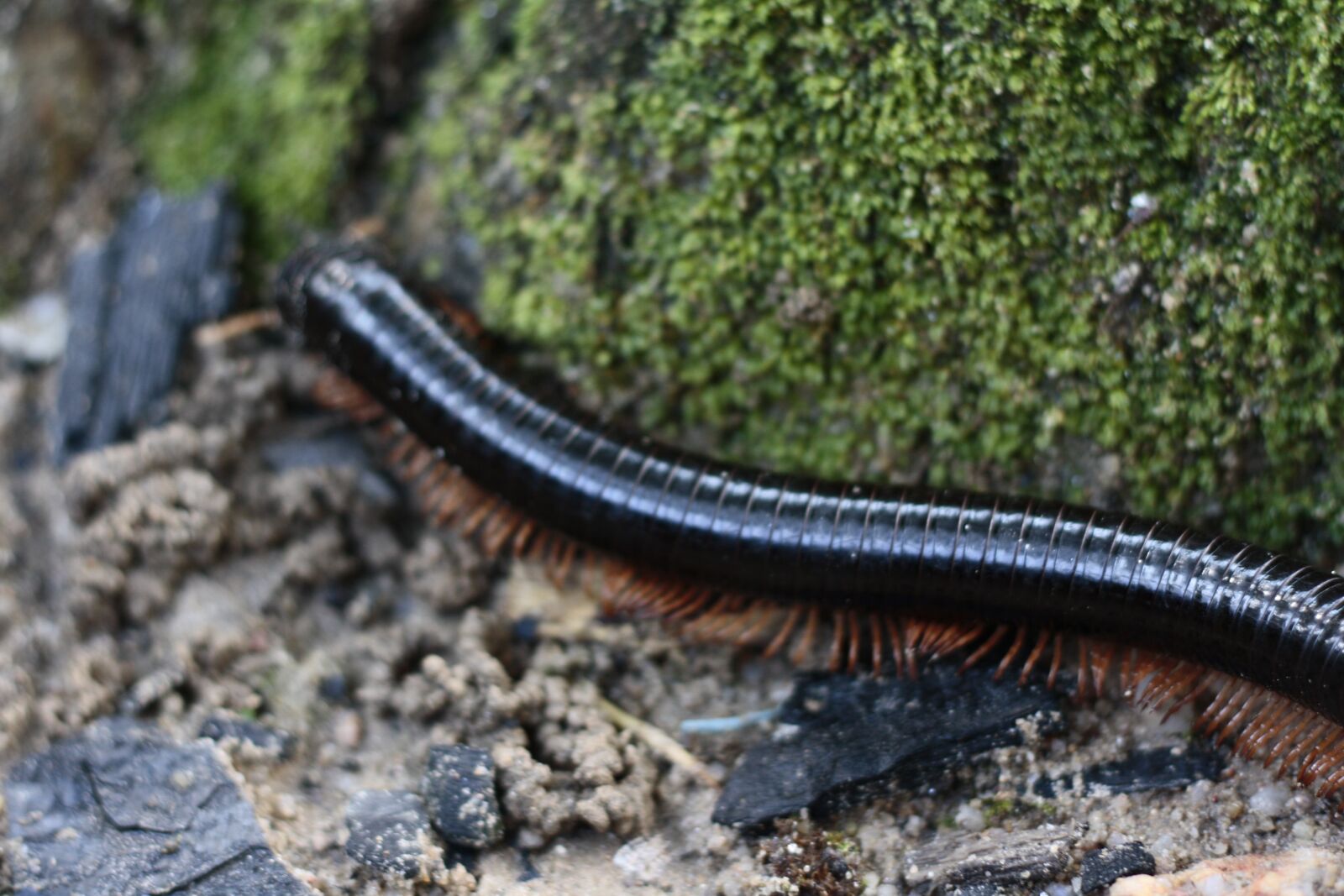 Canon EOS 1000D (EOS Digital Rebel XS / EOS Kiss F) sample photo. Nature, forest, wood photography