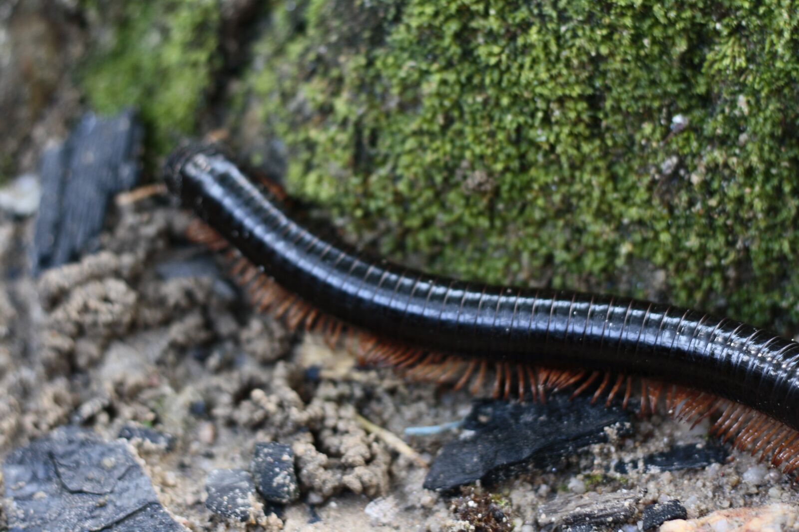 Canon EOS 1000D (EOS Digital Rebel XS / EOS Kiss F) sample photo. Nature, forest, wood photography