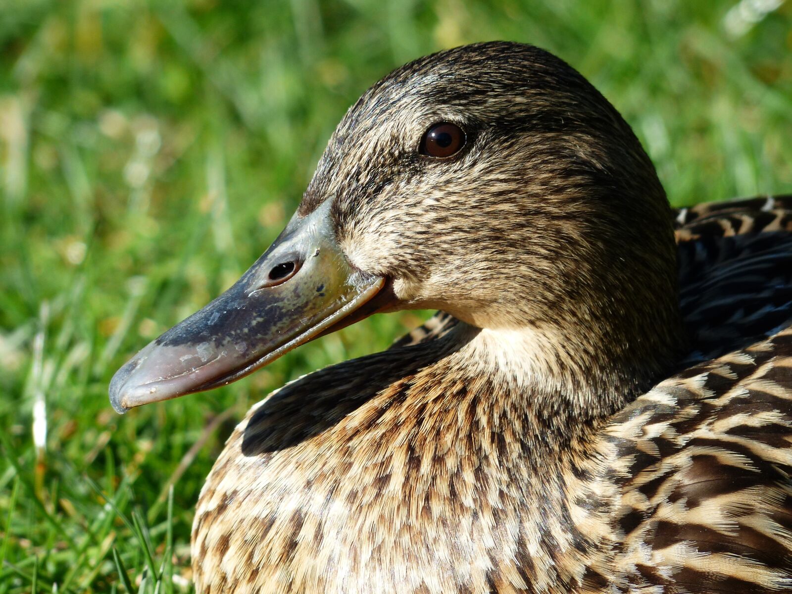 Panasonic Lumix DMC-FZ200 sample photo. Mallard, female, anas platyrhynchos photography