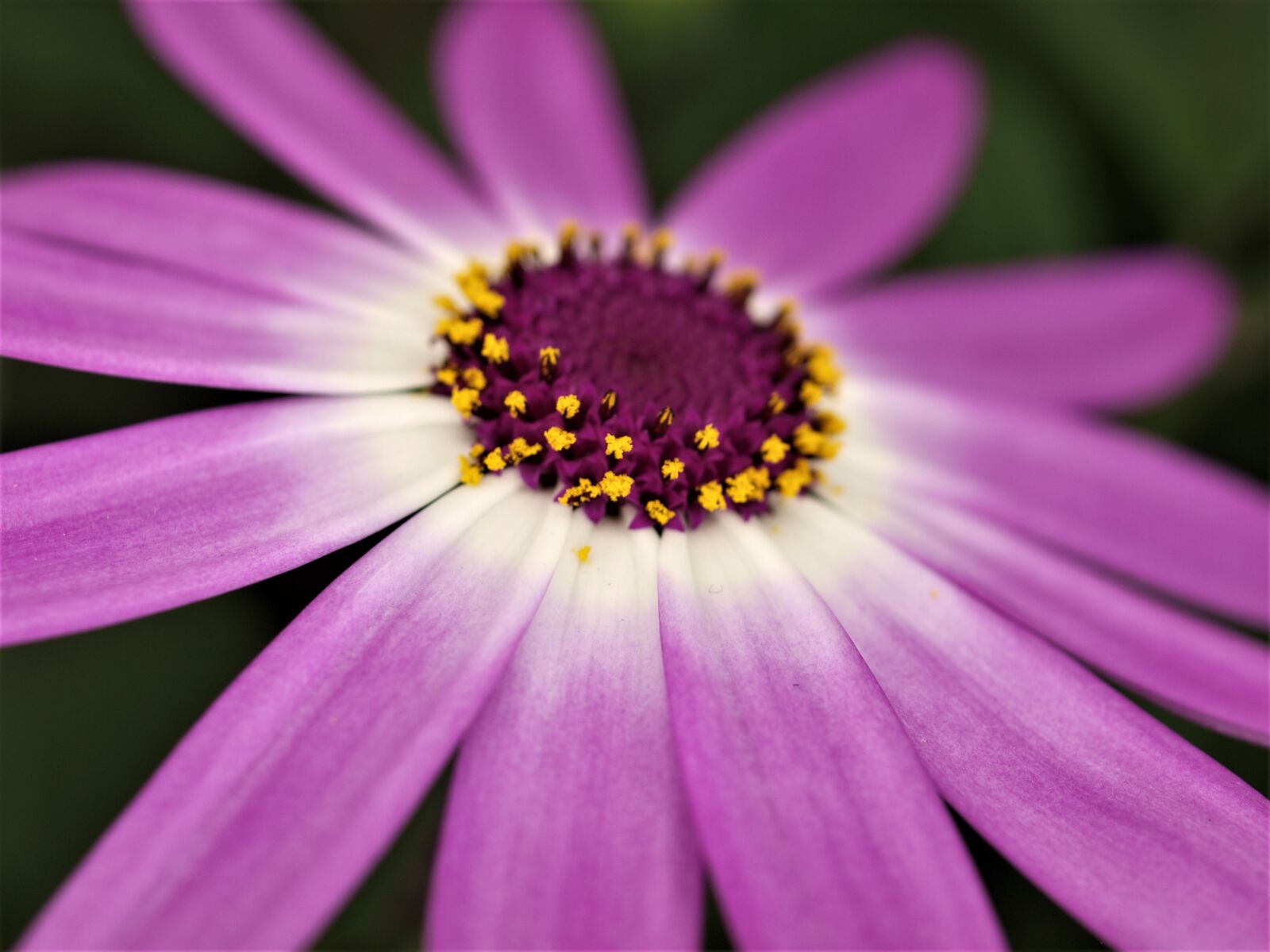 Olympus E-520 (EVOLT E-520) sample photo. Nature, flower, flora photography