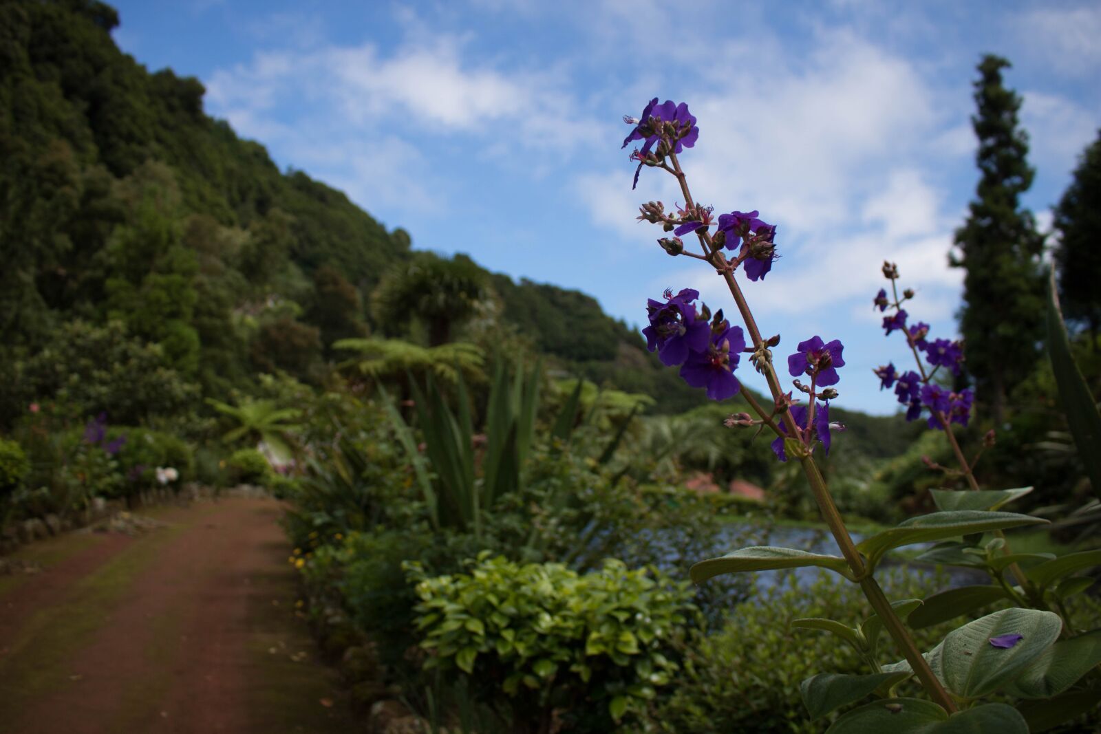 Canon EOS 750D (EOS Rebel T6i / EOS Kiss X8i) sample photo. Comanche, nature, azores photography