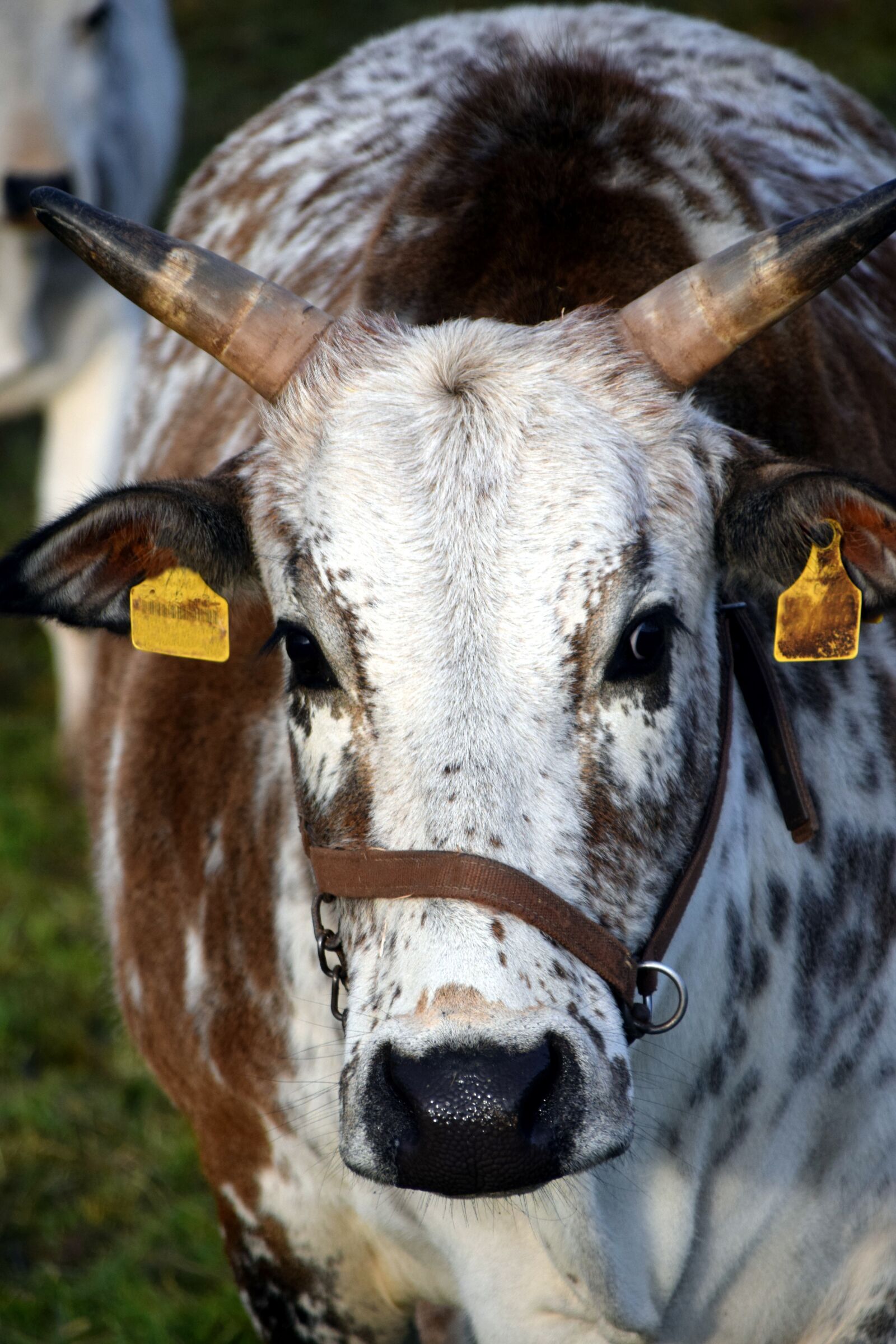 Nikon D3300 sample photo. Zebu, beef, young photography