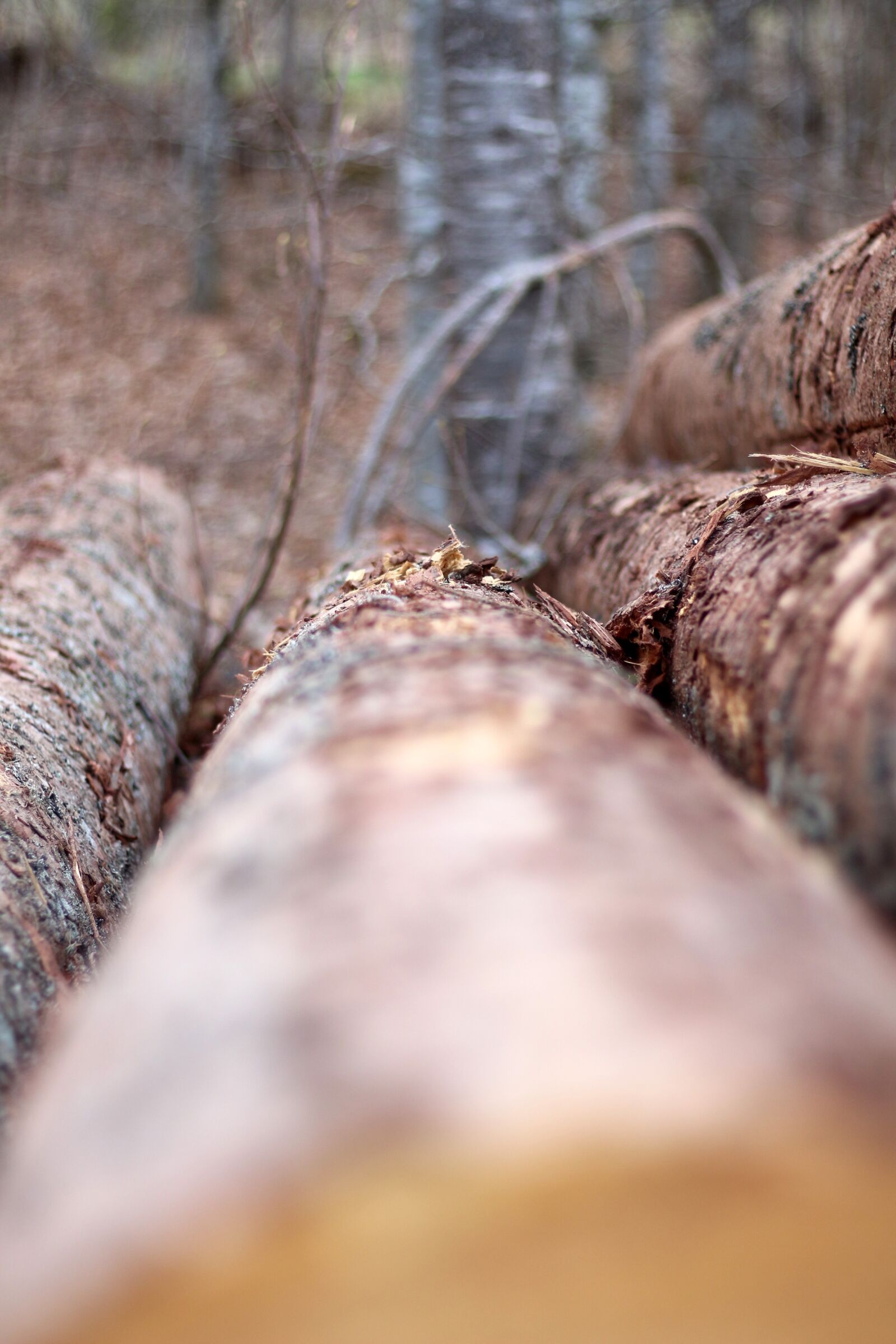 Canon EOS 650D (EOS Rebel T4i / EOS Kiss X6i) + Canon EF 50mm F1.8 STM sample photo. Tree, trees, nature photography