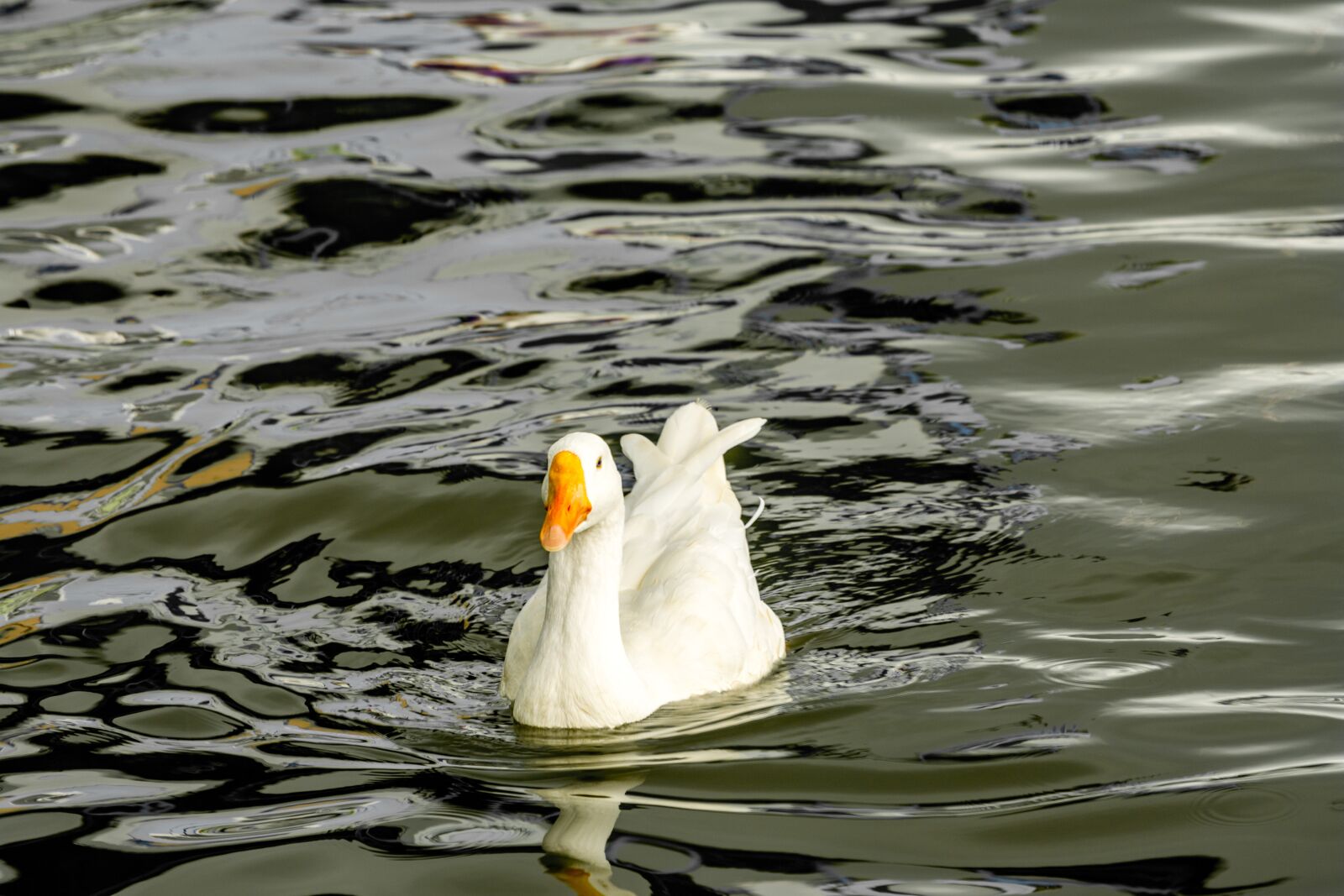Nikon D5200 sample photo. Swan, bird, floating birds photography