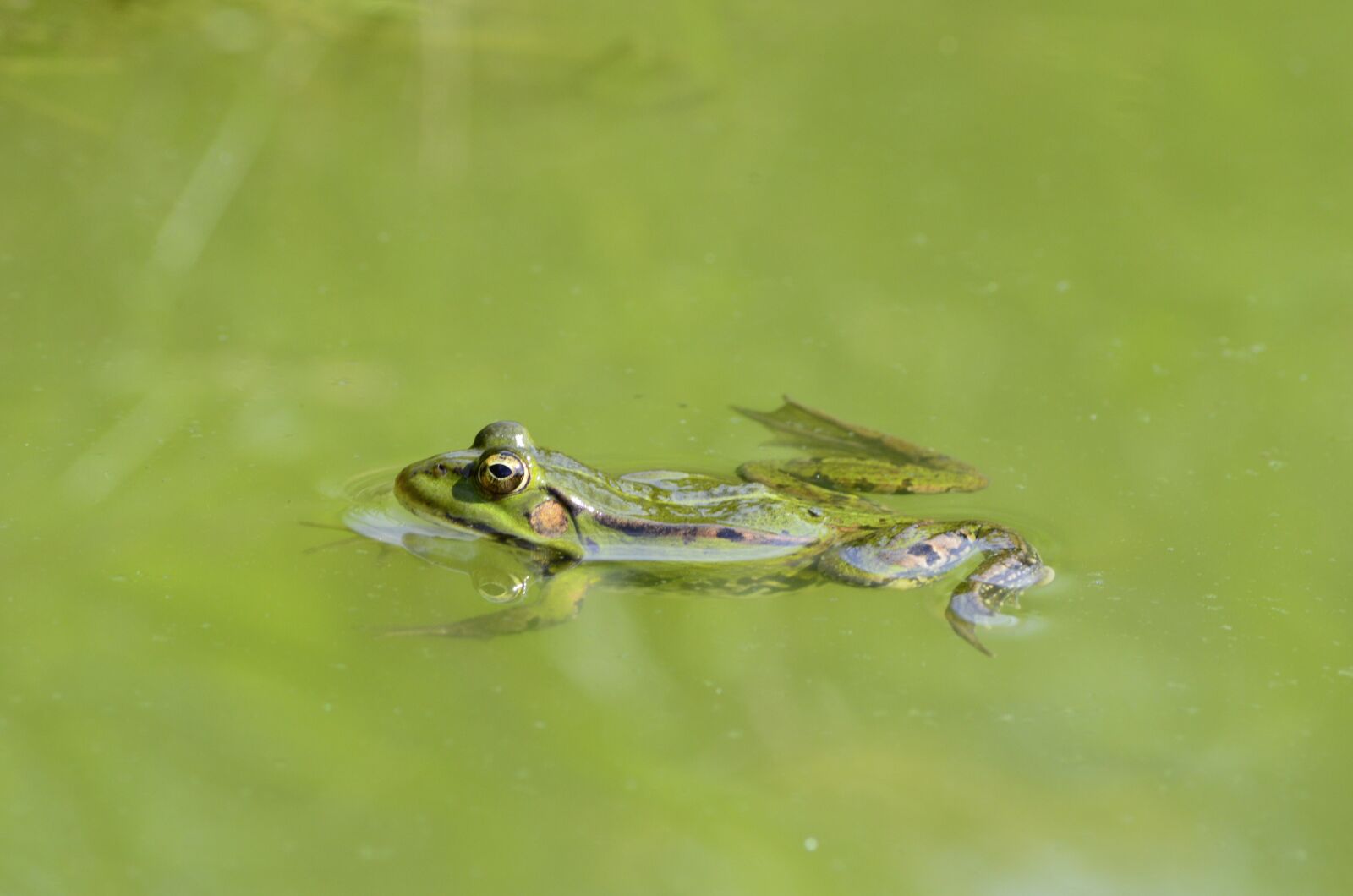 Nikon D3200 sample photo. Frog, water, pond photography