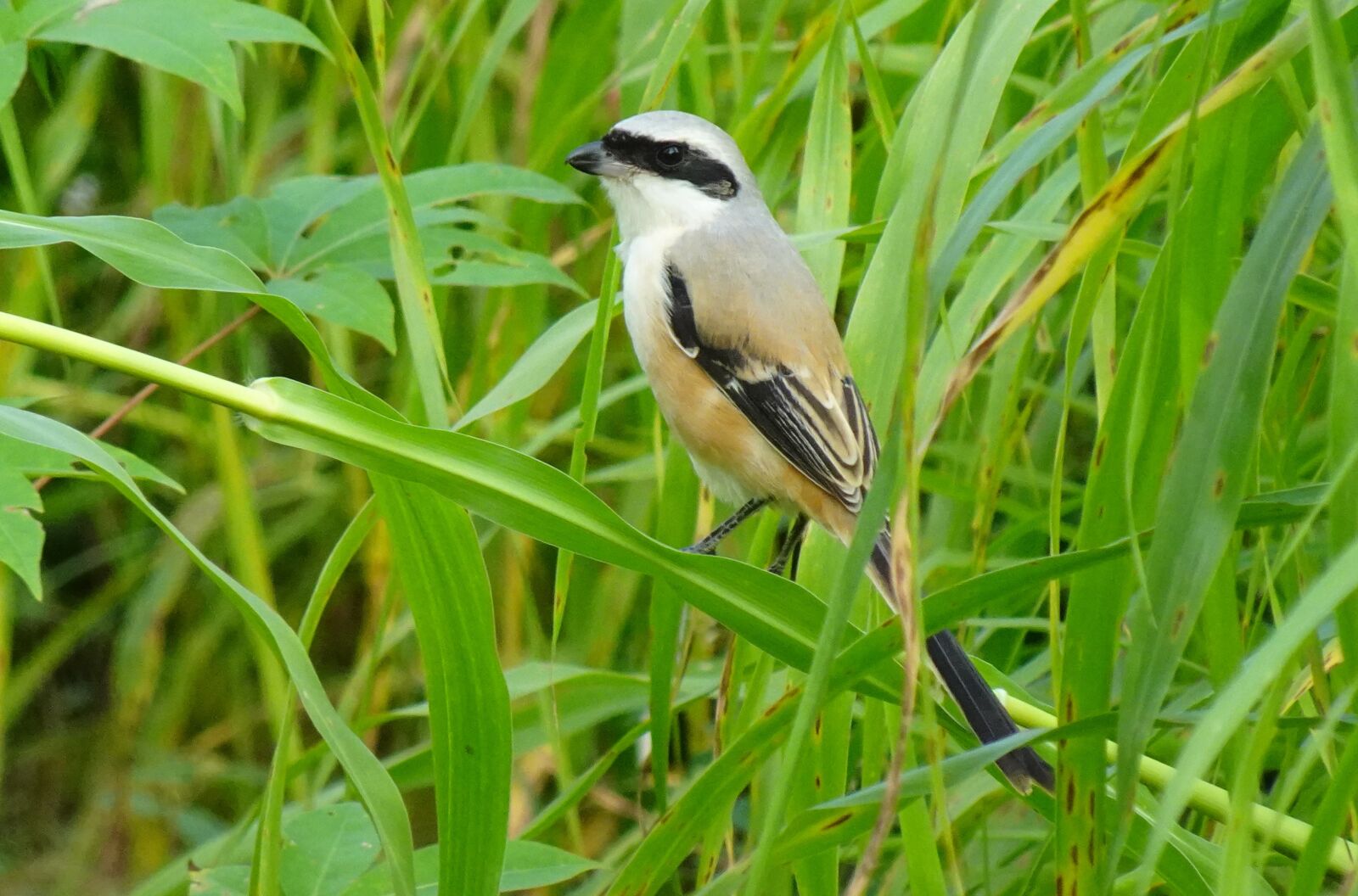 Sony DSC-WX800 sample photo. Bird, shrike, long-tailed shrike photography