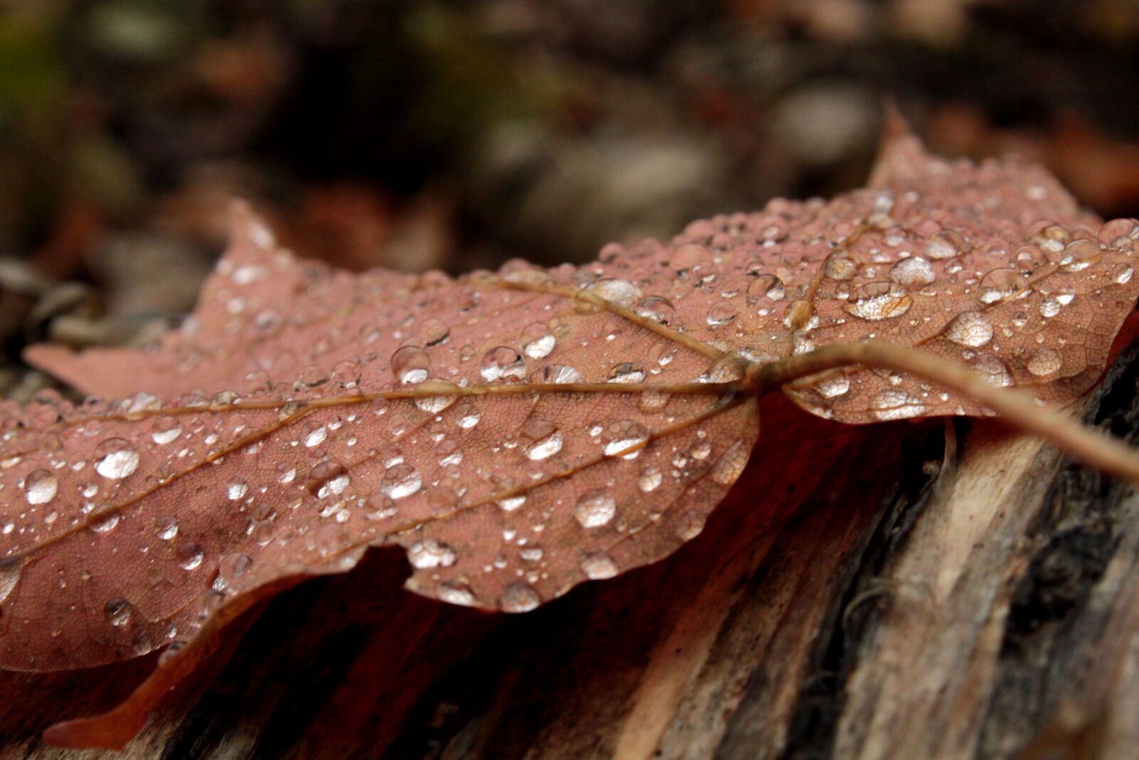 Canon EOS 500D (EOS Rebel T1i / EOS Kiss X3) sample photo. Leaf, fall, leaves photography