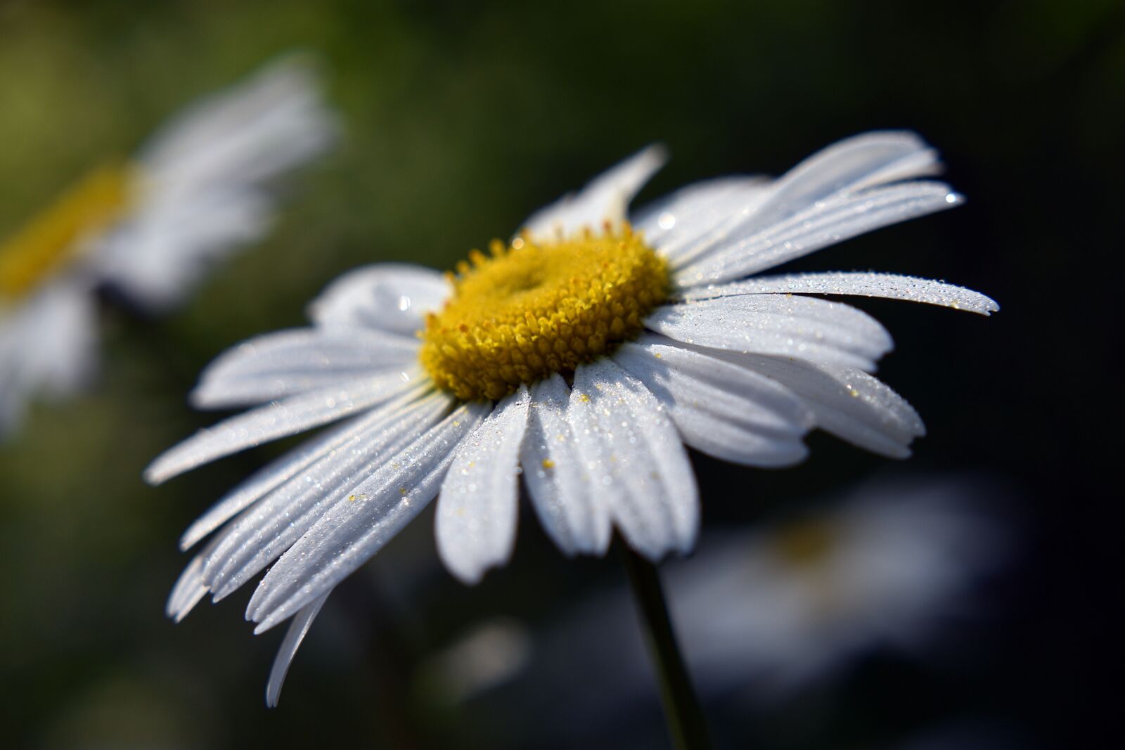Nikon D3400 sample photo. Flower, flowers, chamomile photography