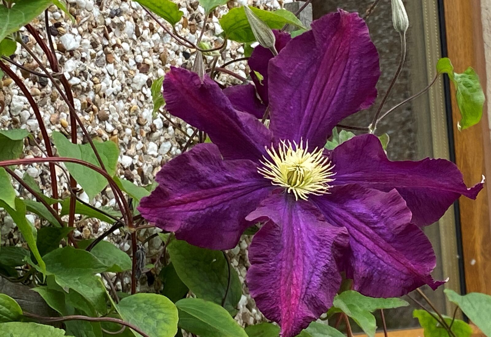 Apple iPhone 11 sample photo. Flower, purple, green photography