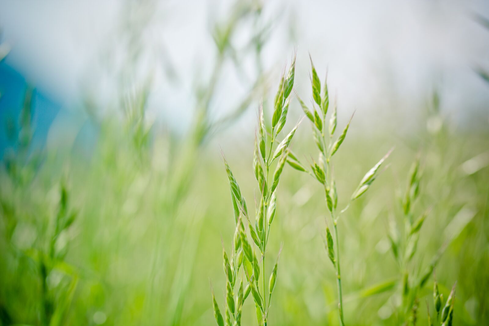 Nikon D7100 sample photo. Pointed-fescue, licorice, ear photography