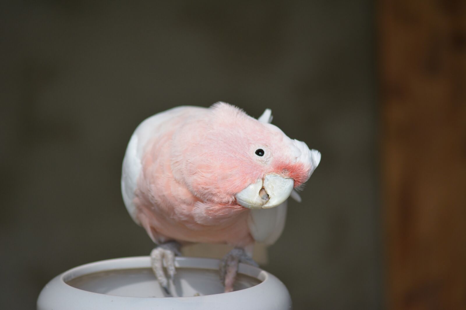 Nikon D5200 sample photo. Bird, parrot, bird park photography