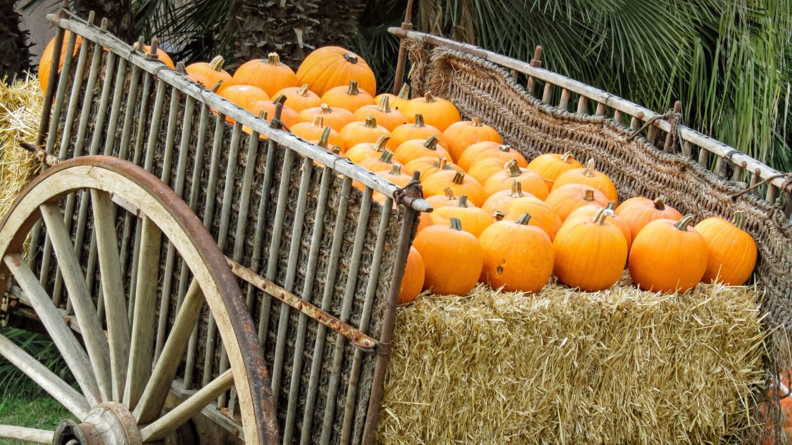Canon PowerShot SX410 IS sample photo. Cart, pumpkins, fruit photography