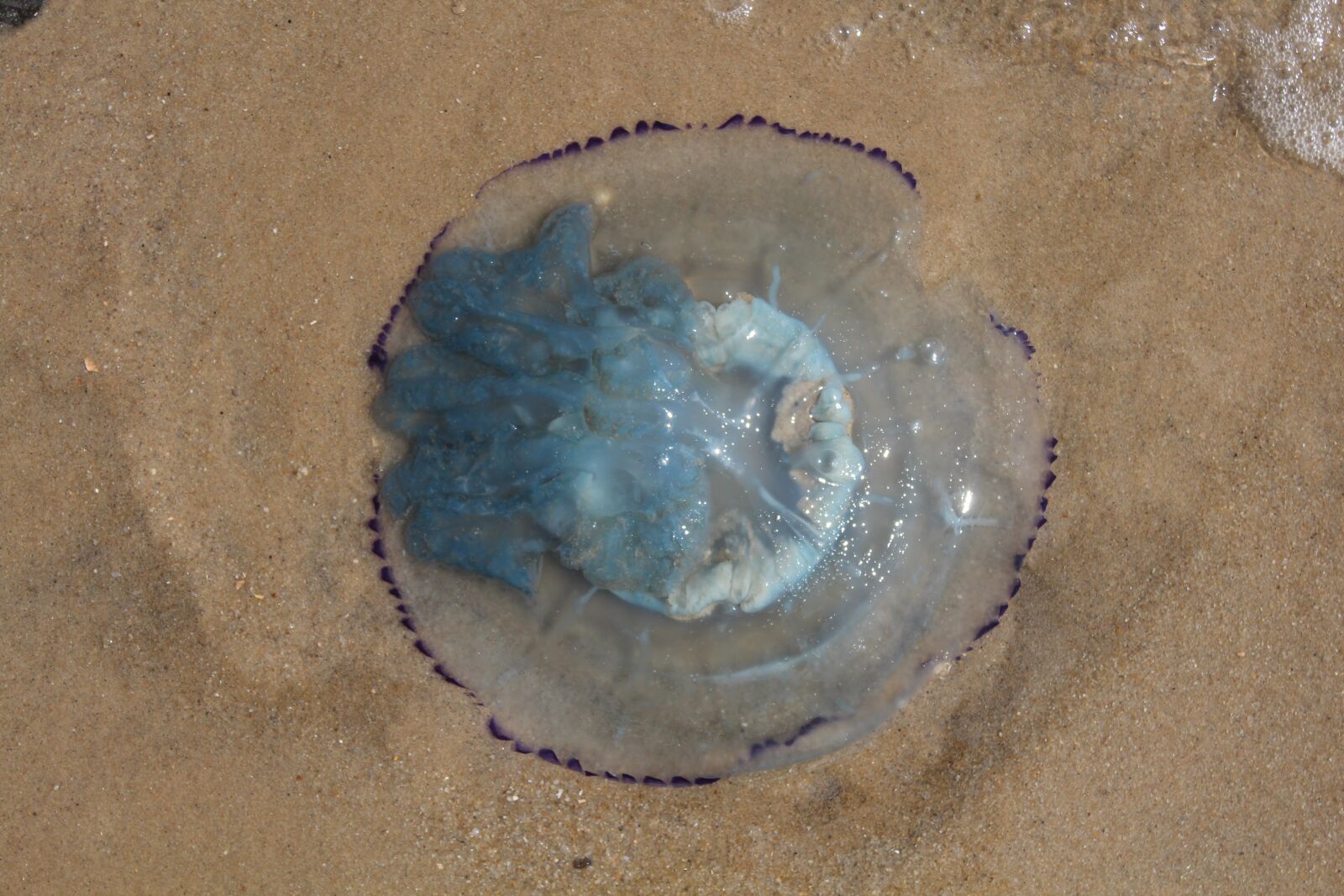 Canon EOS 600D (Rebel EOS T3i / EOS Kiss X5) sample photo. Jellyfish, blue, cyanea lamarckii photography