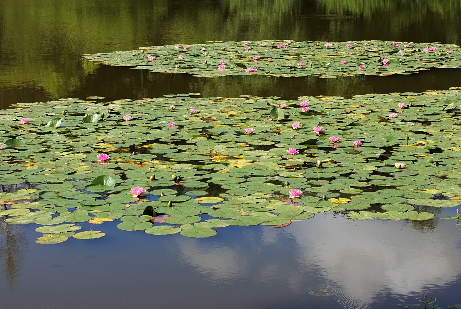 Nikon D7200 sample photo. Pond, water lilies, flower photography