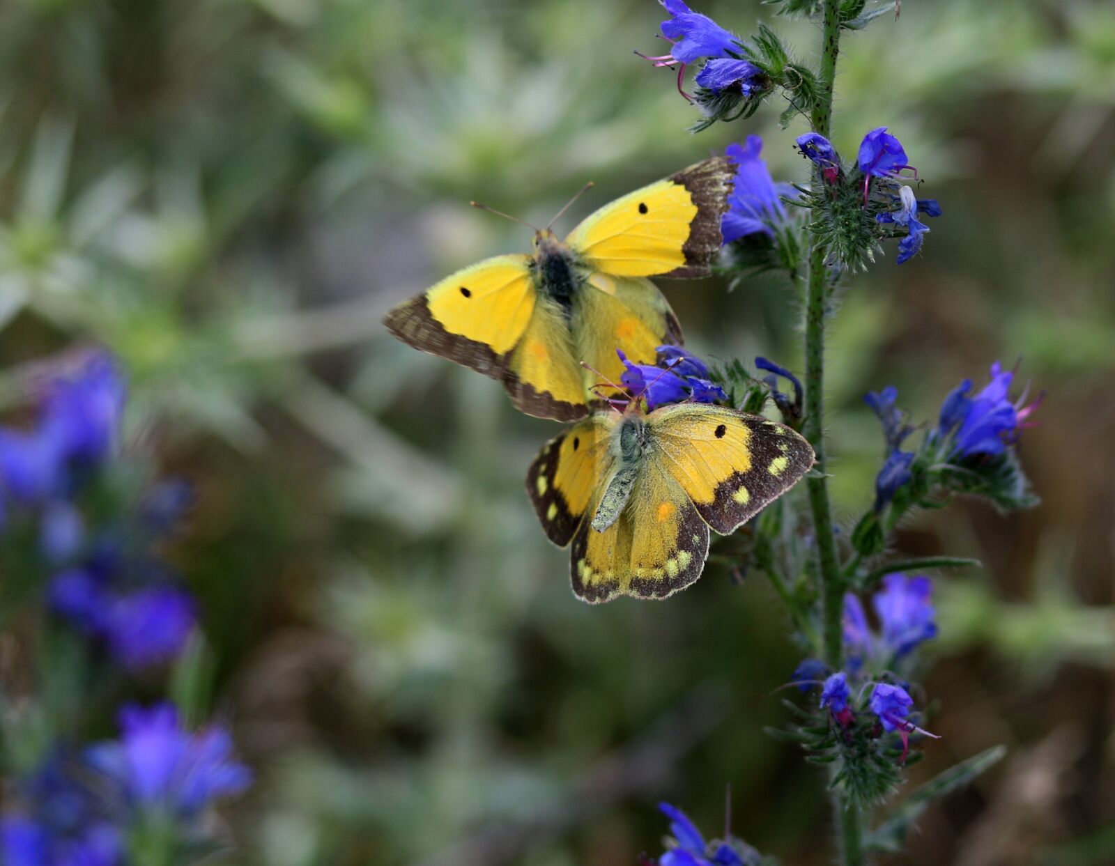 Canon EF-S 60mm F2.8 Macro USM sample photo. Butterflies, yellow, mating photography