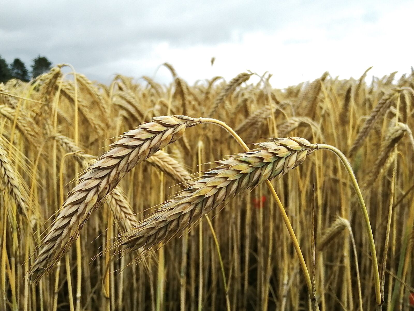 HUAWEI Honor 10 Lite sample photo. Wheat, cereals, wind photography