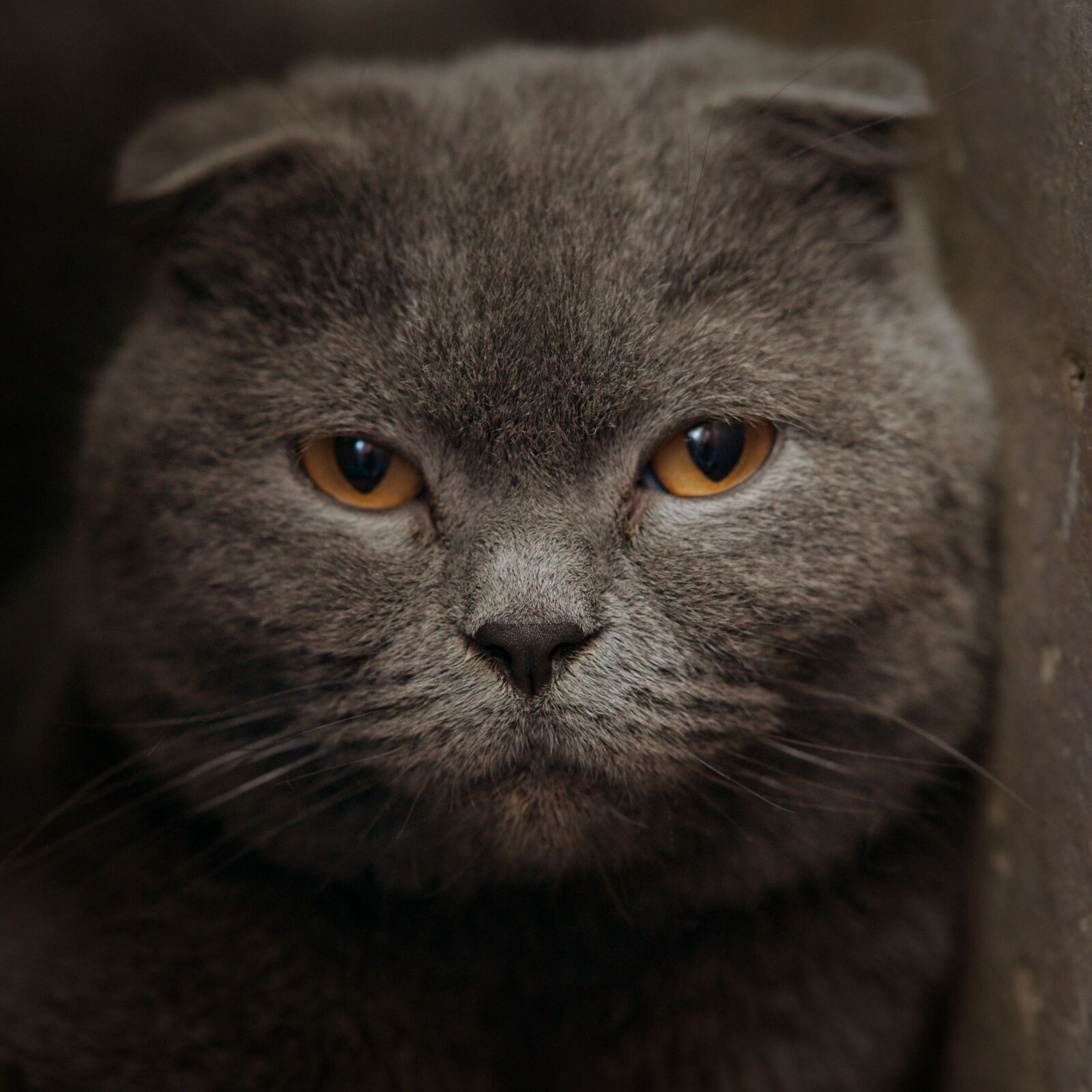 Sony Alpha DSLR-A900 sample photo. Domestic cat, pets, animal photography