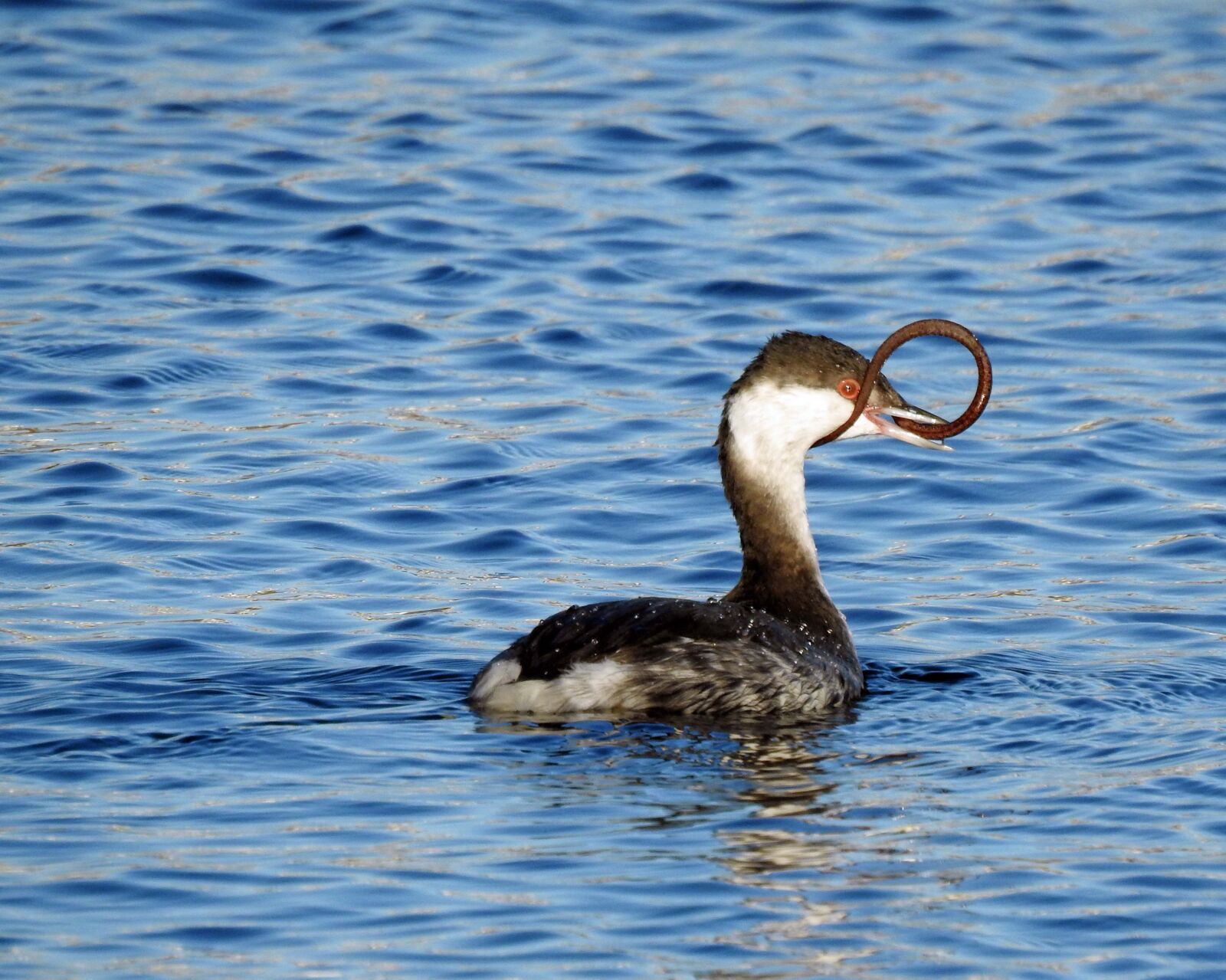 Nikon Coolpix P900 sample photo. Grebe, eel, nature photography