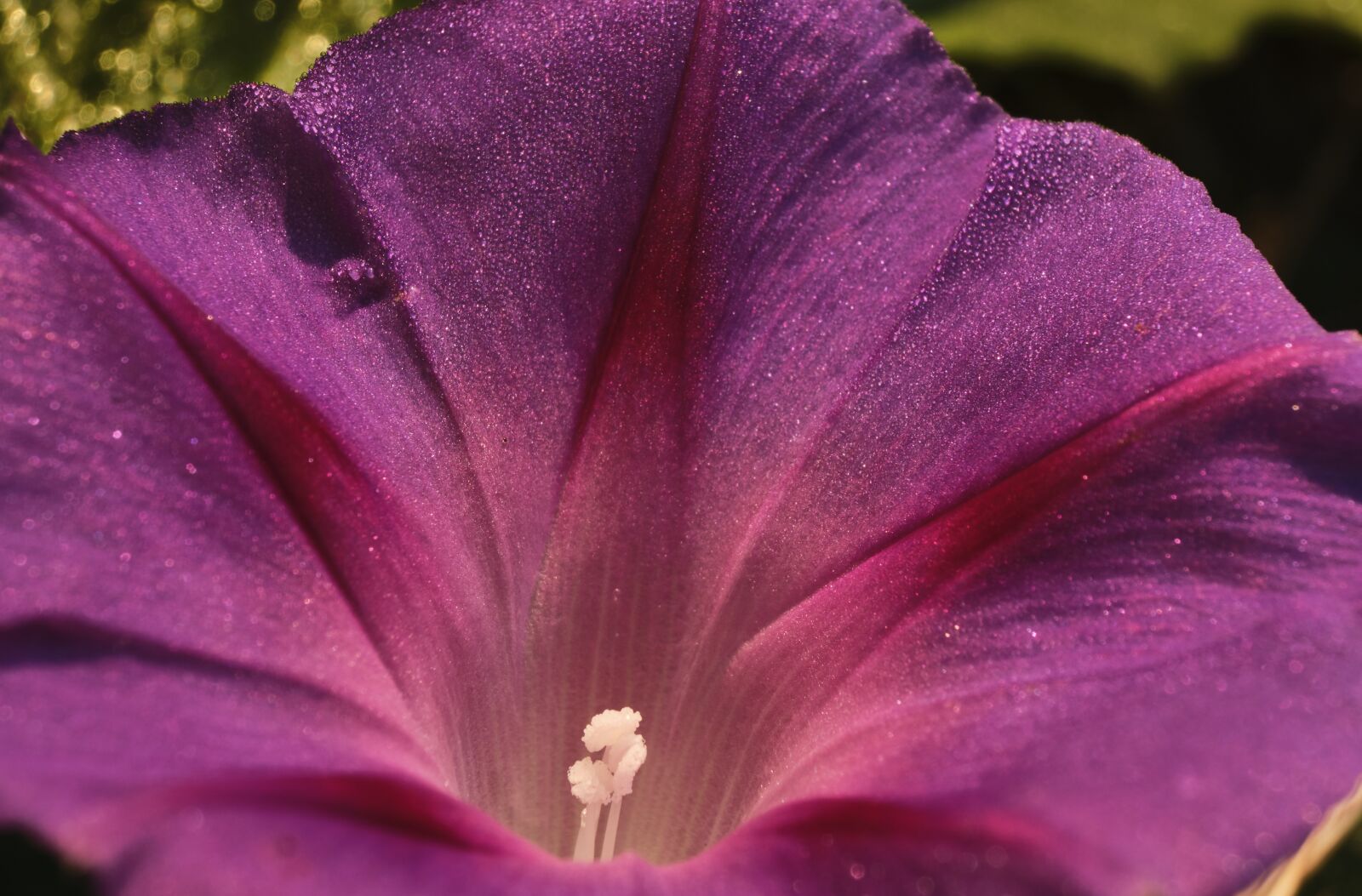 Fujifilm XF 18-55mm F2.8-4 R LM OIS sample photo. Purple pageantry winds, blossom photography