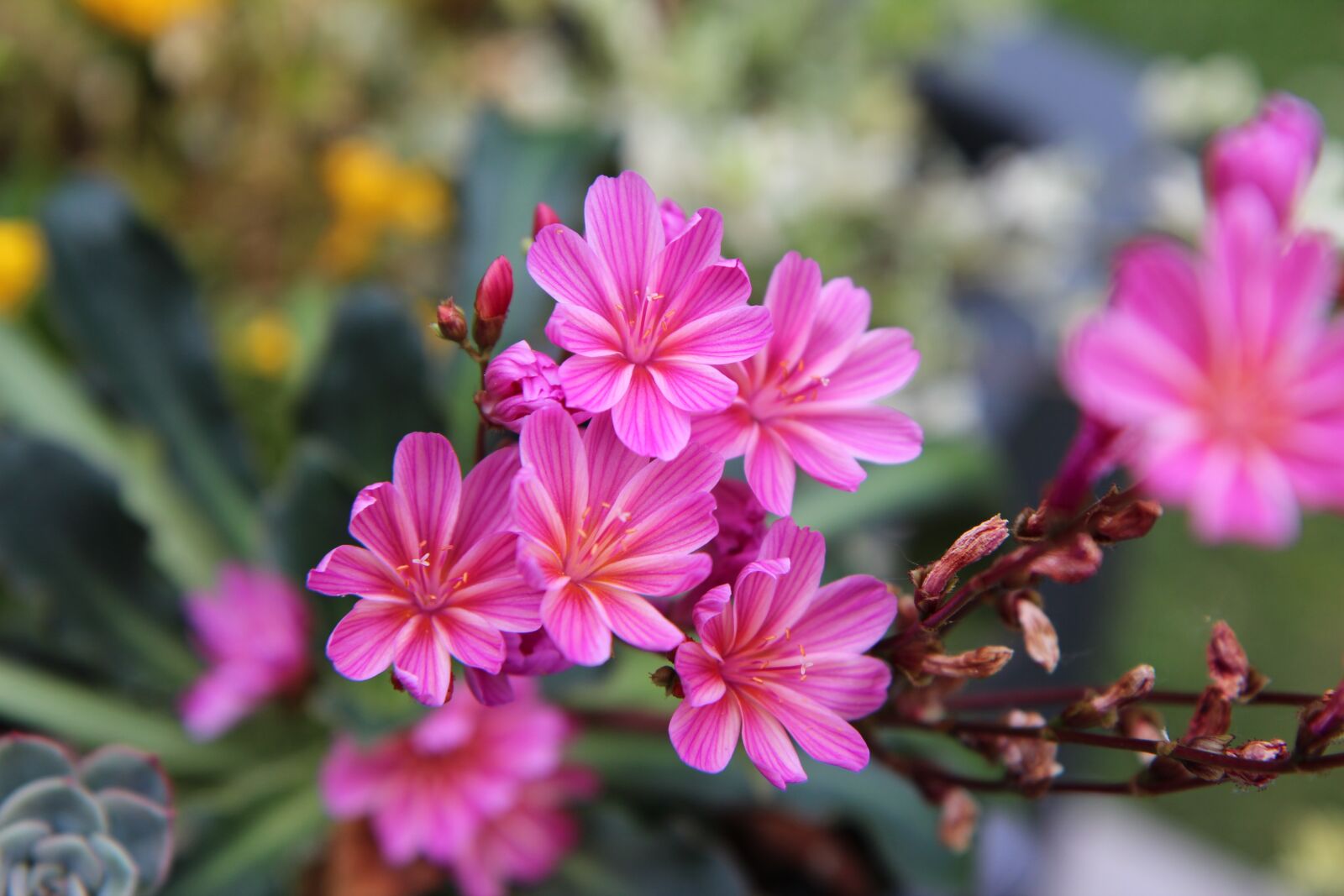 Canon EOS 600D (Rebel EOS T3i / EOS Kiss X5) sample photo. Pink flowers, perennial, flowering photography