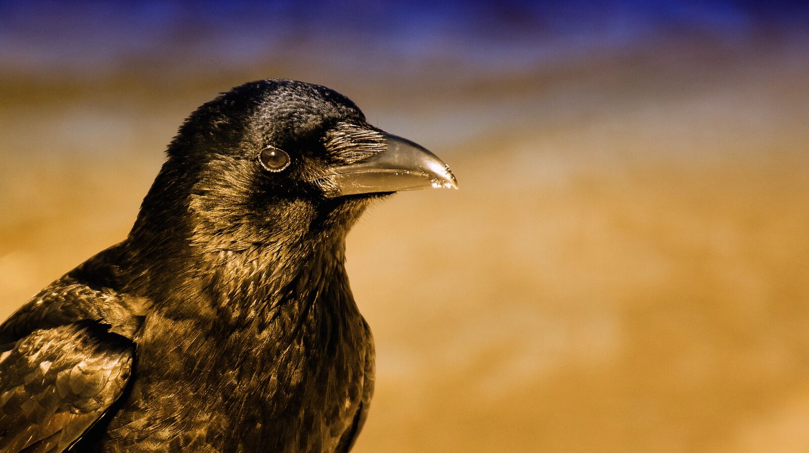 Nikon D7200 sample photo. Common raven, raven, raven photography