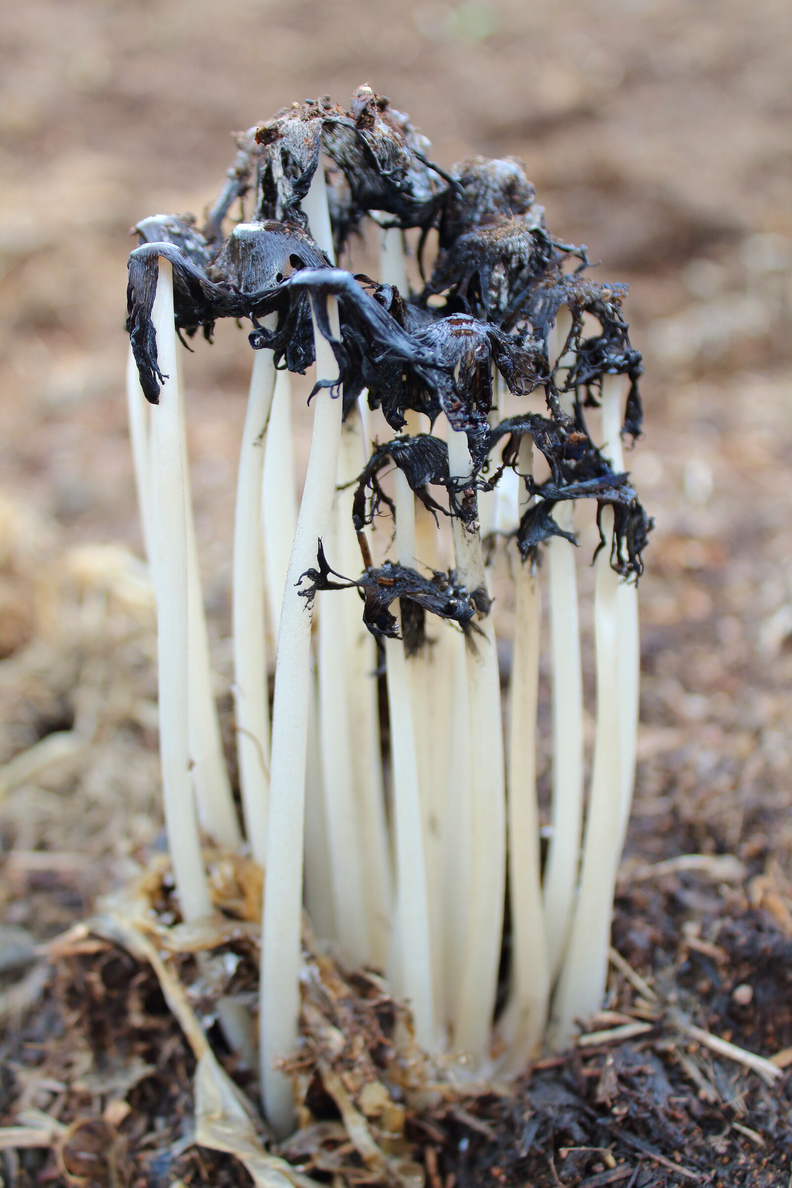 Canon EOS 1300D (EOS Rebel T6 / EOS Kiss X80) sample photo. Close, up, mushroom photography