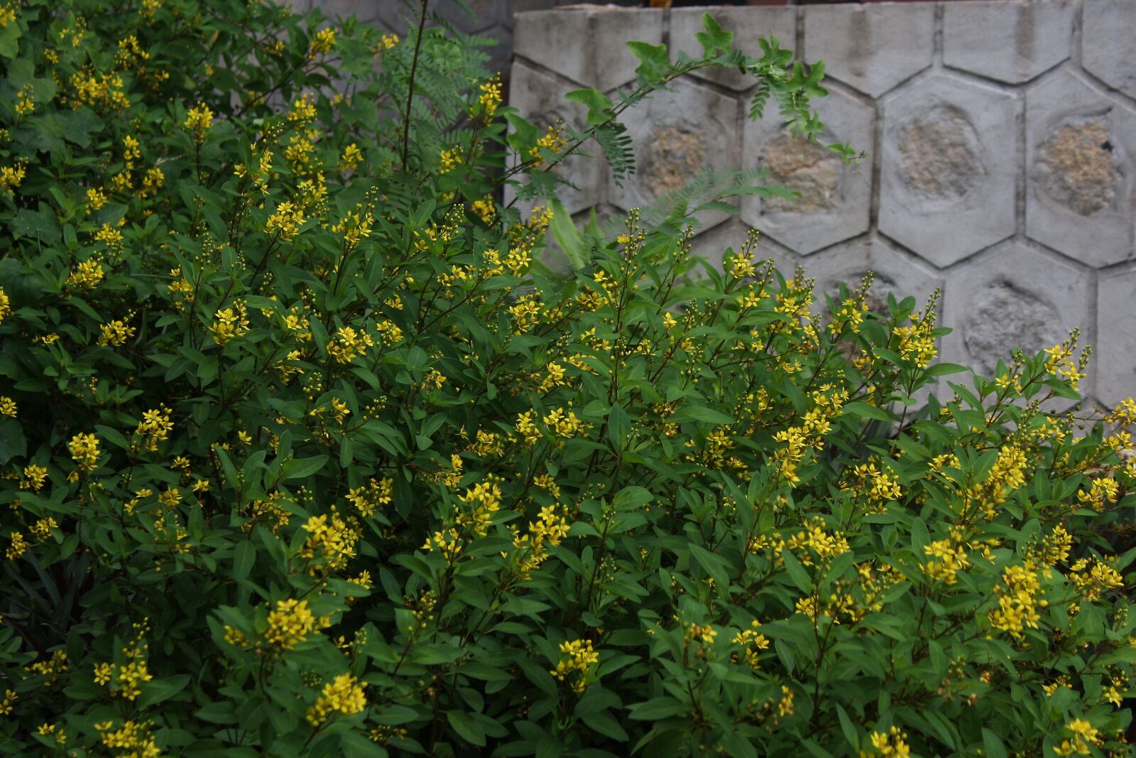 Canon EOS 40D sample photo. Flowers, leaves, foliage photography