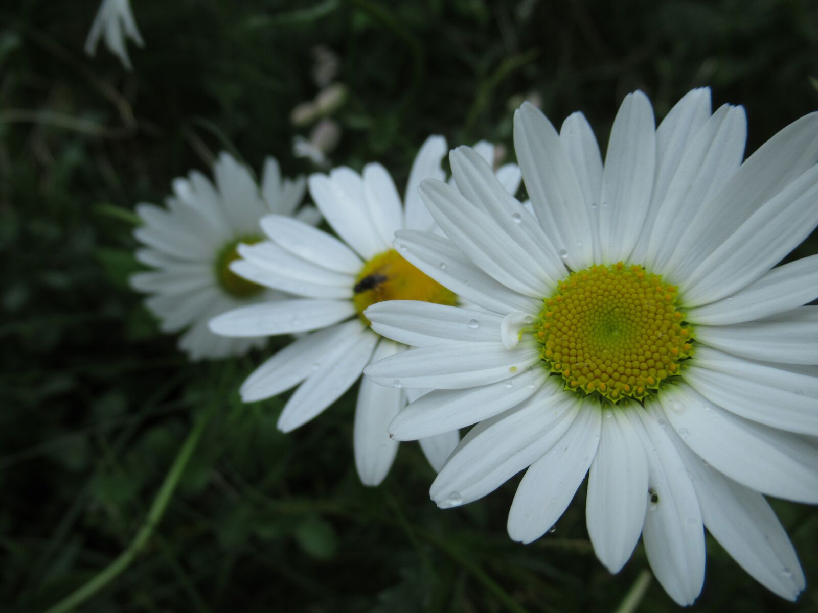 Canon PowerShot SX620 HS sample photo. Margriet, bug, flower photography
