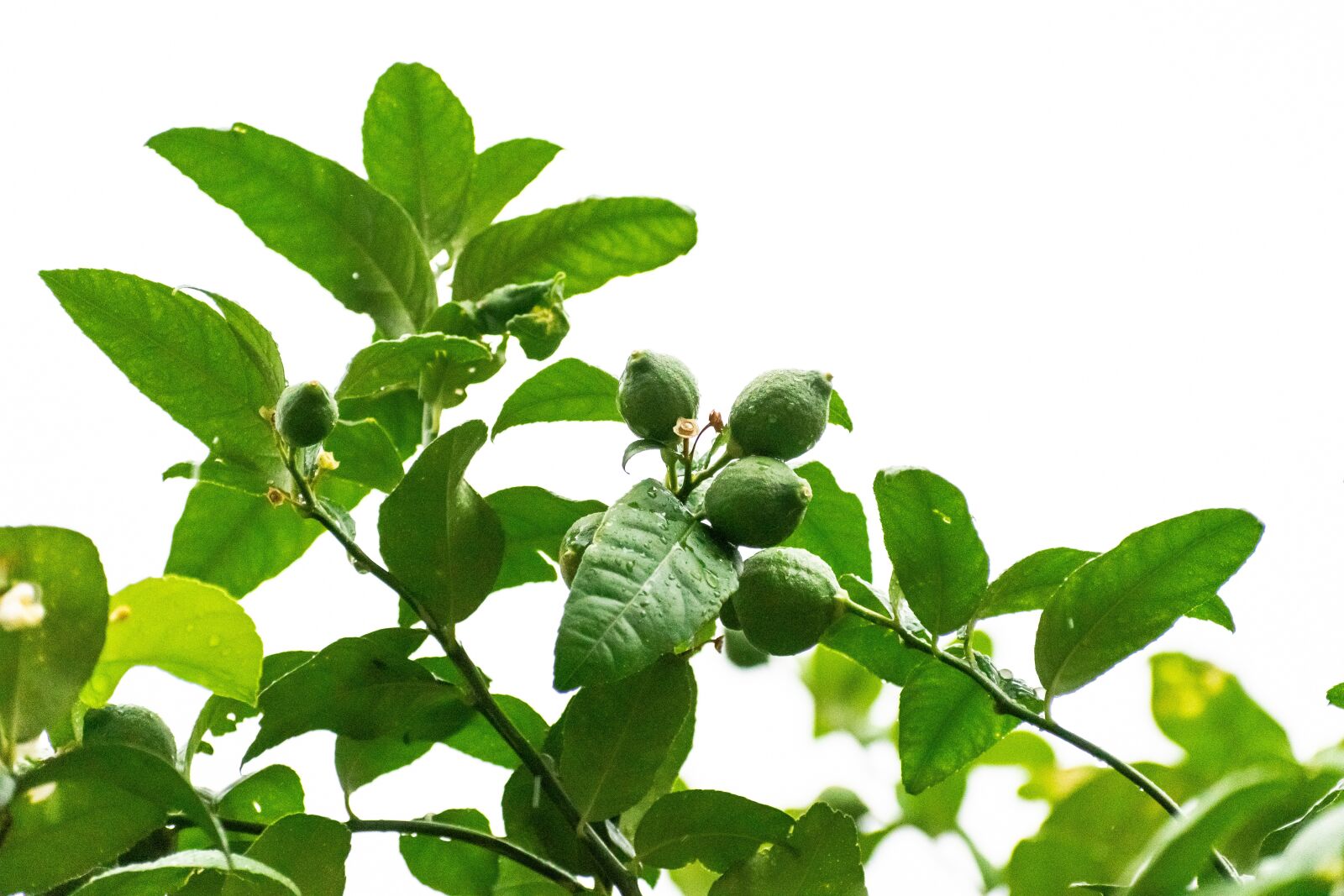 Nikon D3300 sample photo. Lemon, tree, branches photography