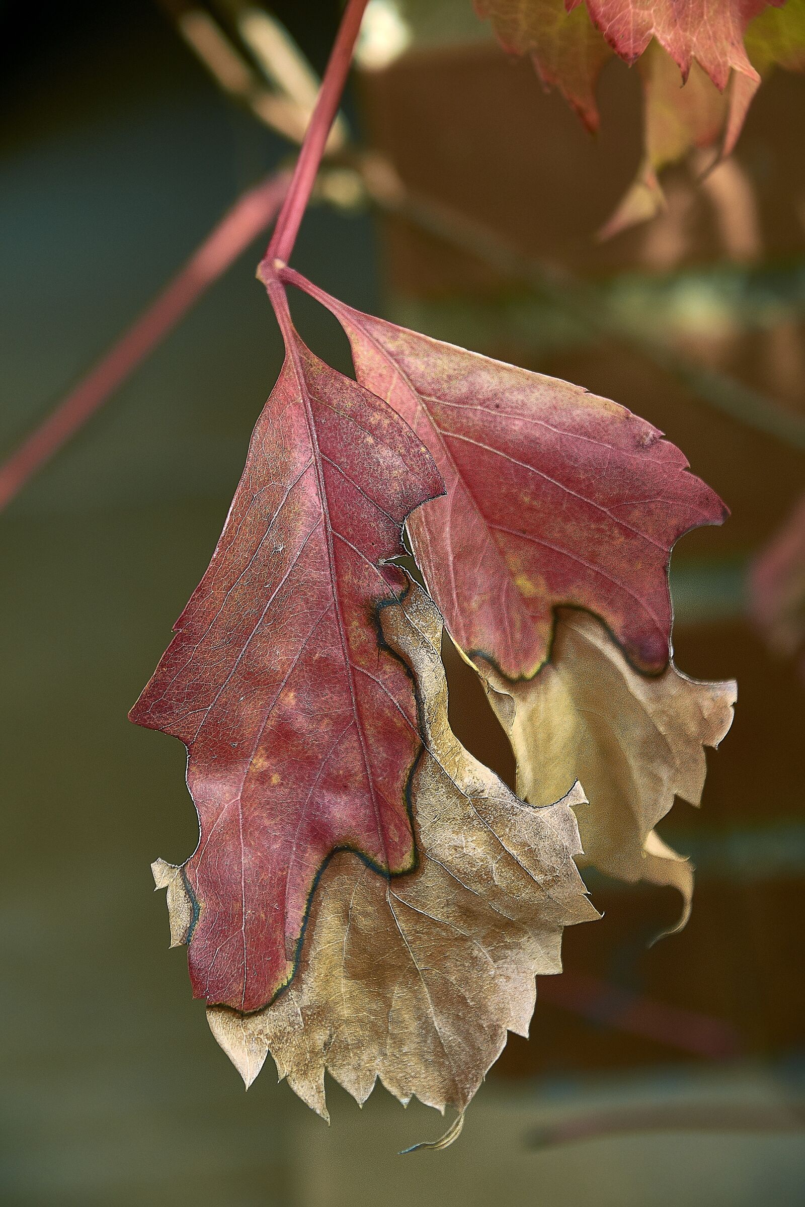 Nikon D7200 sample photo. Leaves, autumn, colorful photography