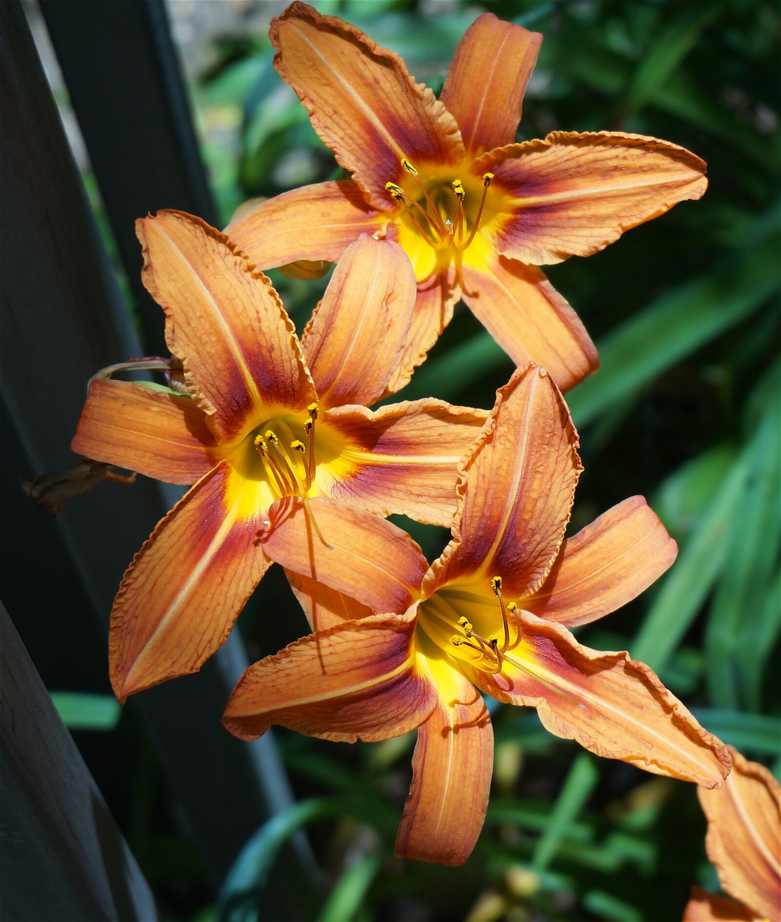 Sony Alpha NEX-5T sample photo. Day lily trio, lily photography